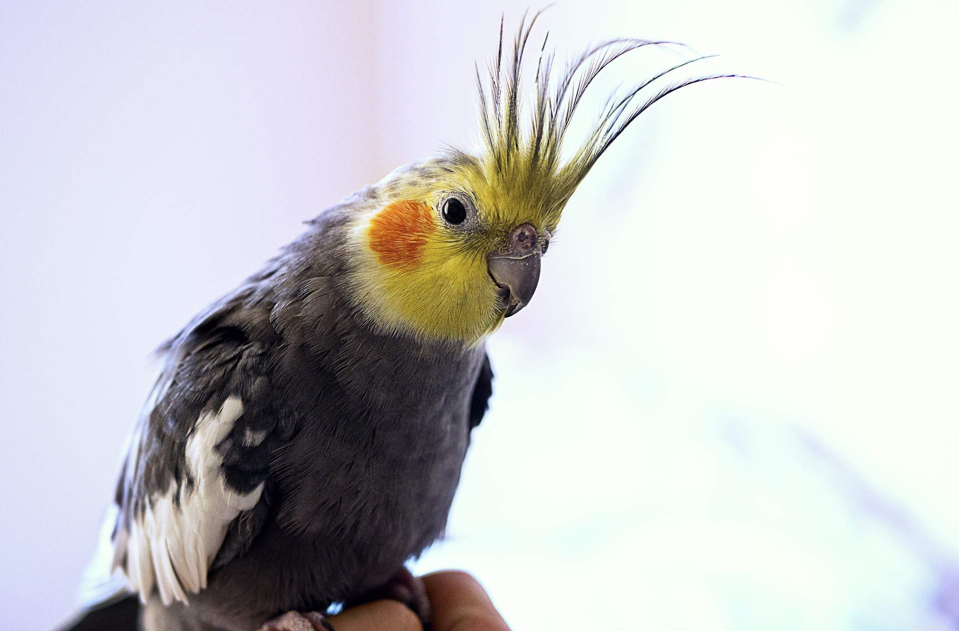 11 Insider Secrets Only Bird Owners Truly Understand