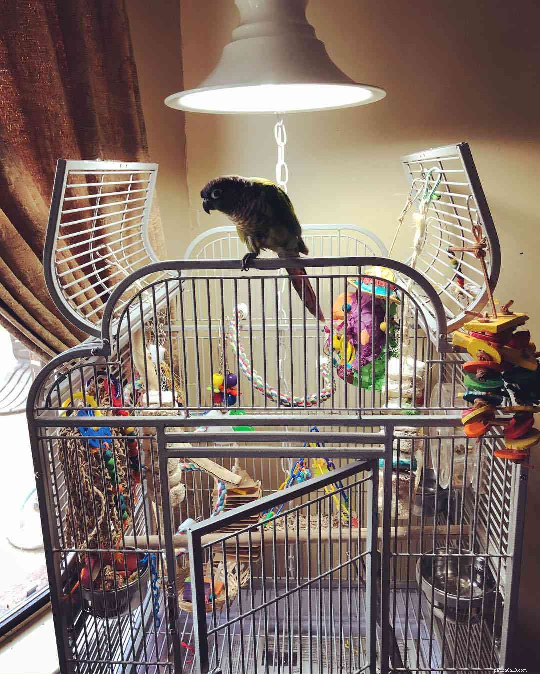 11 Insider Secrets Only Bird Owners Truly Understand