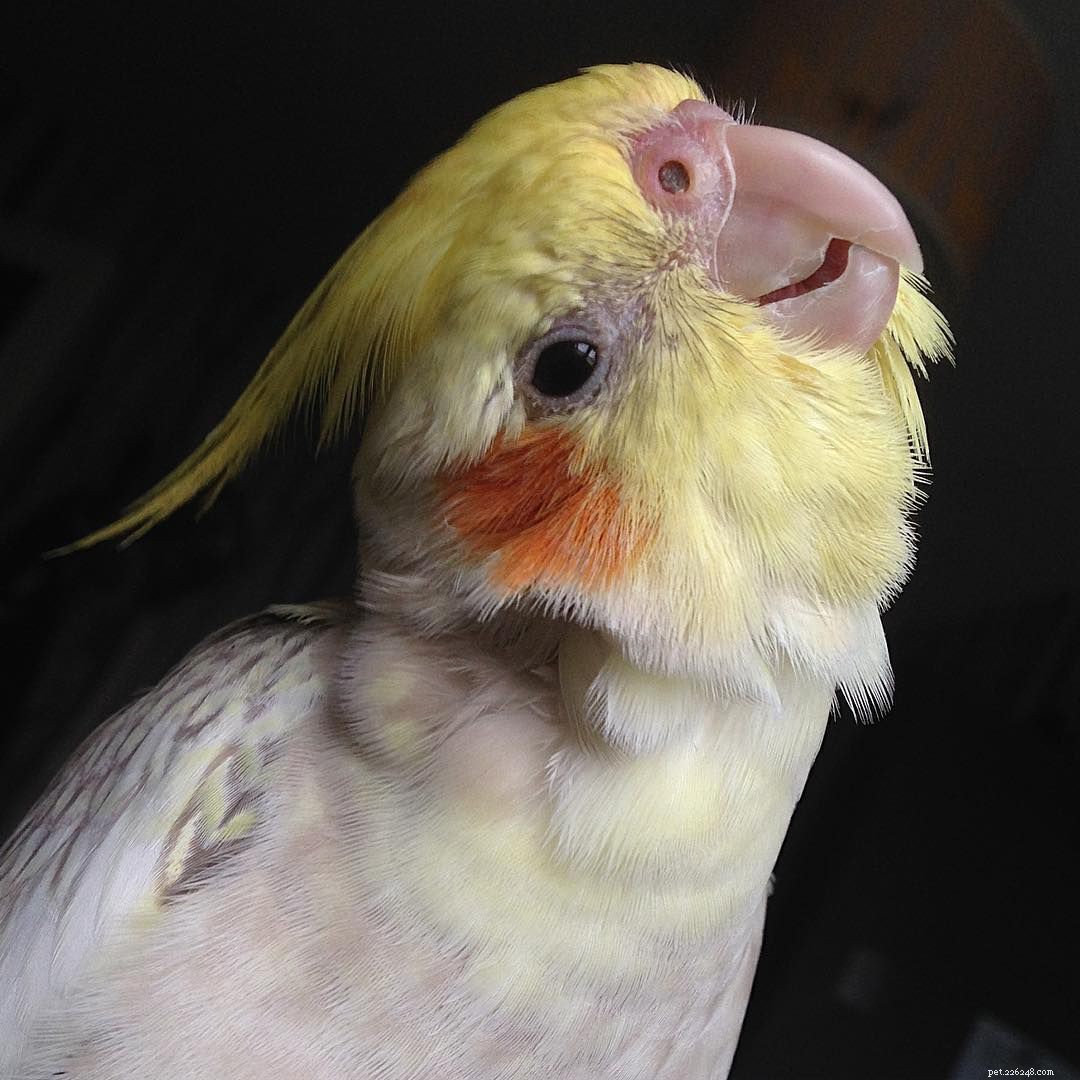 11 Insider Secrets Only Bird Owners Truly Understand