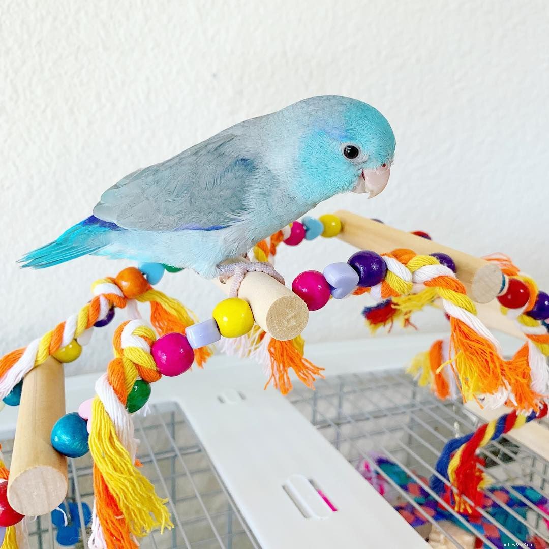 11 Insider Secrets Only Bird Owners Truly Understand