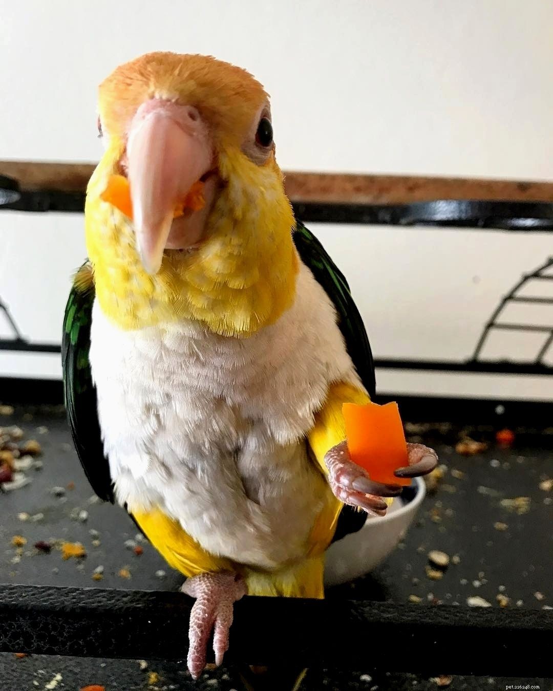 11 Insider Secrets Only Bird Owners Truly Understand