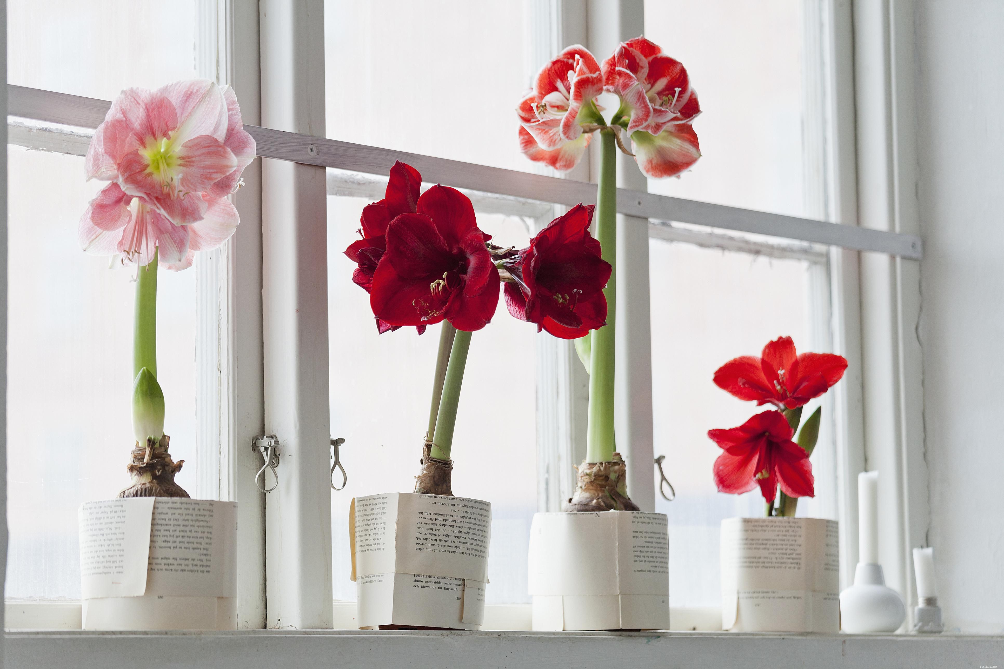 10 Household Plants That Can Harm Your Pet Bird