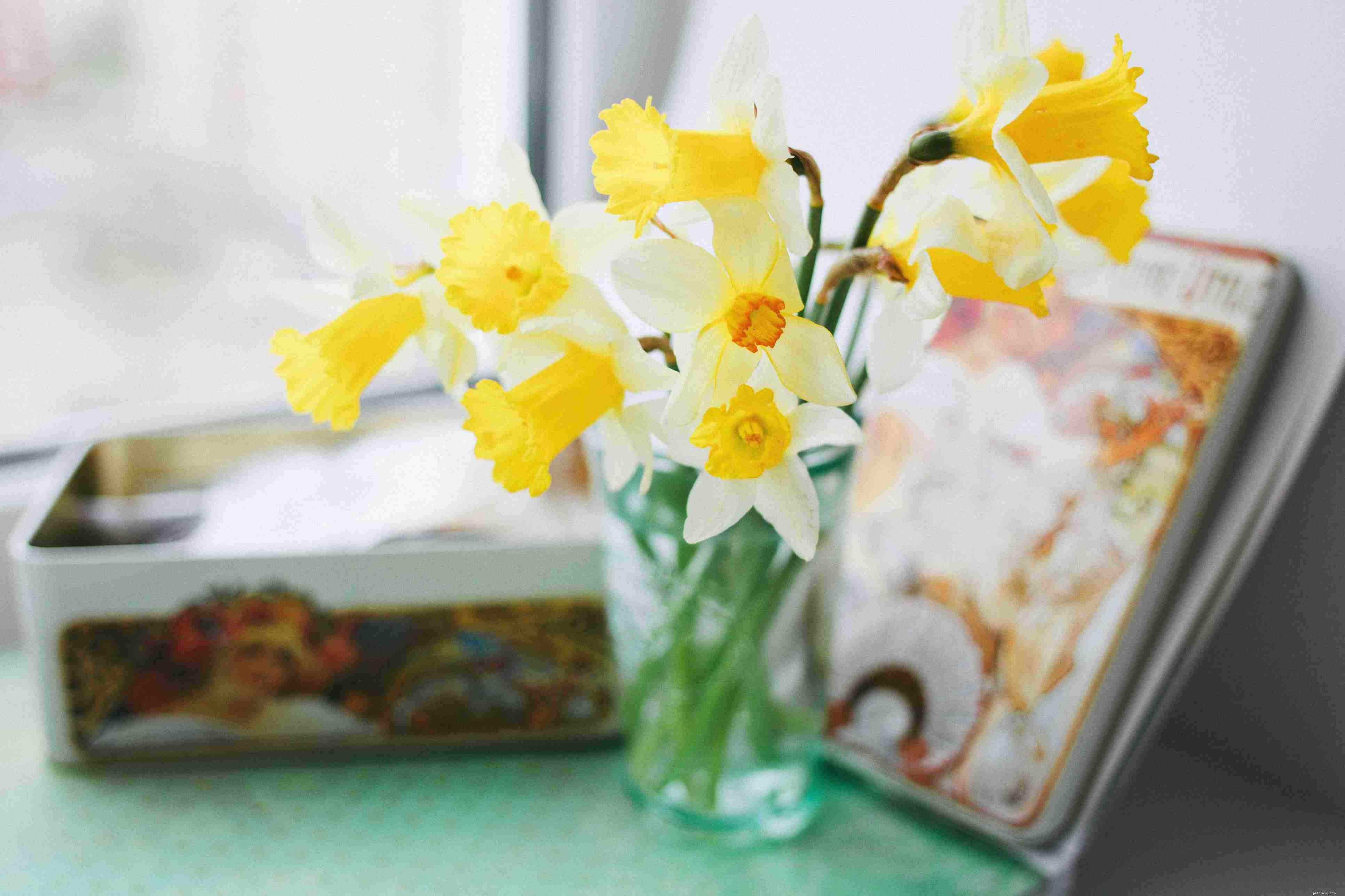 10 Household Plants That Can Harm Your Pet Bird