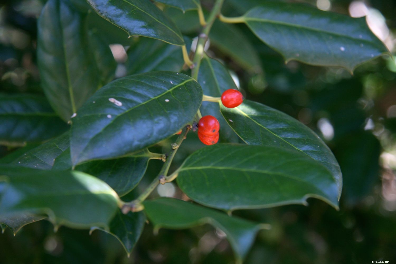 10 Household Plants That Can Harm Your Pet Bird