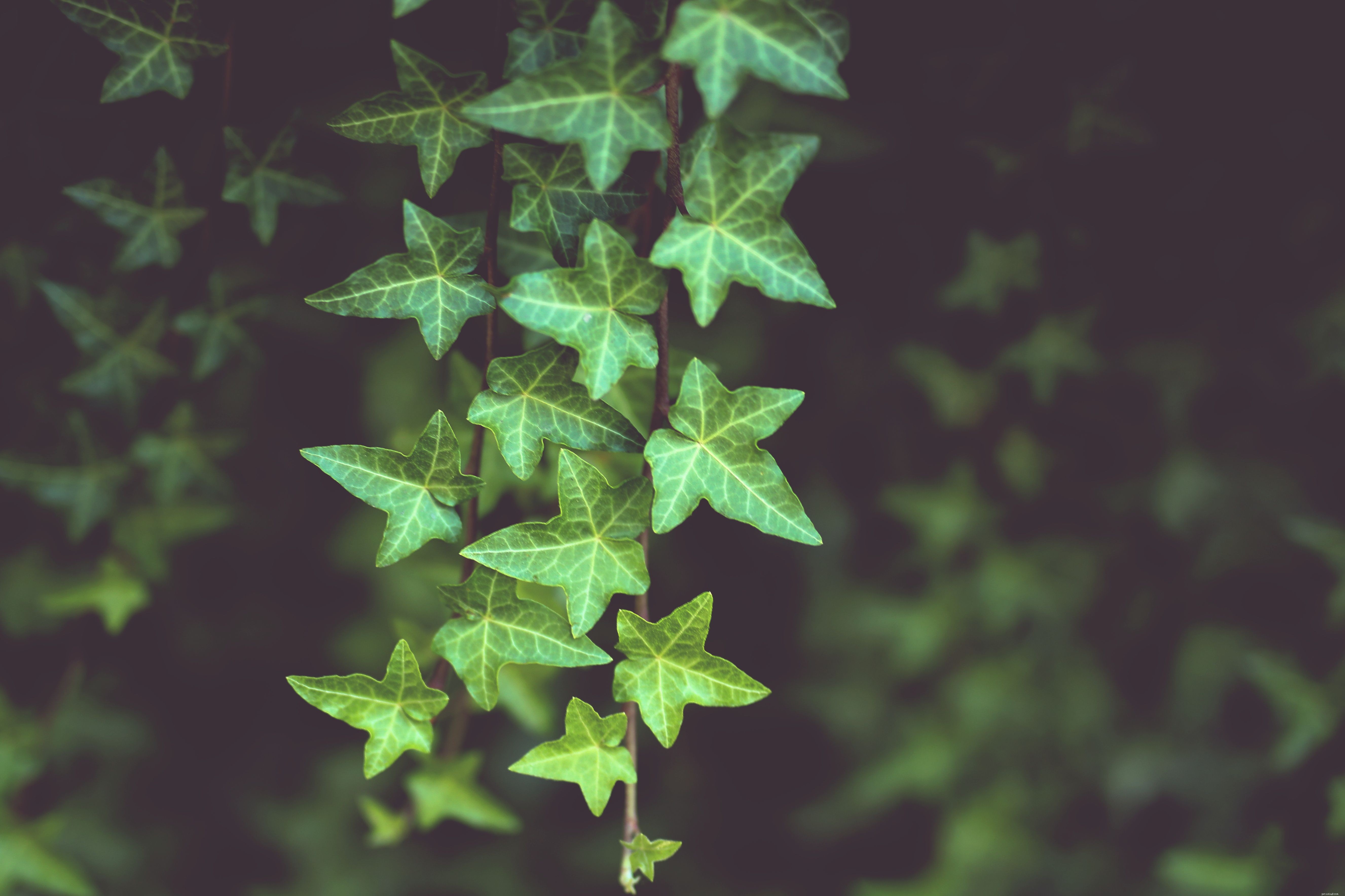 10 Household Plants That Can Harm Your Pet Bird
