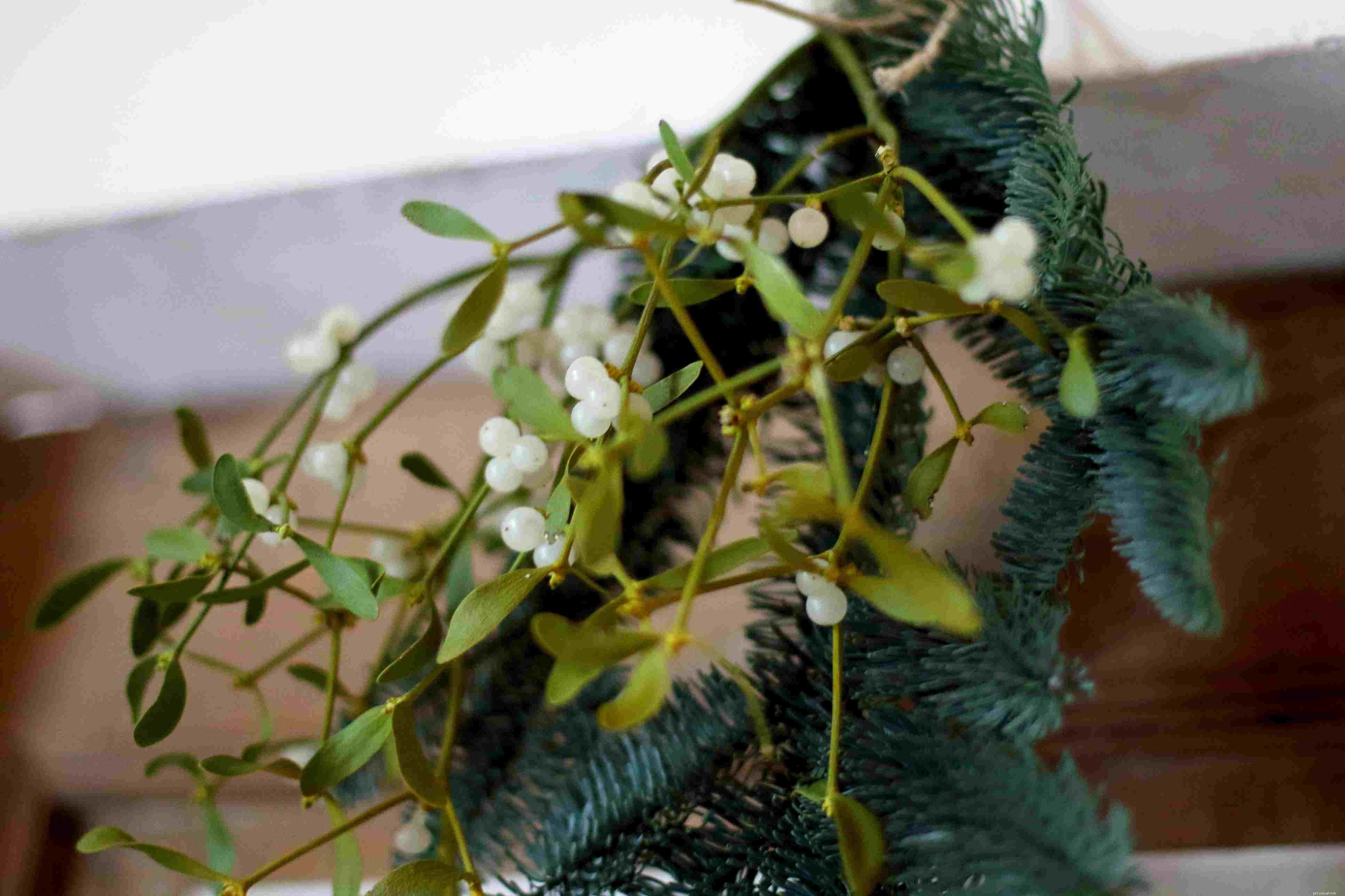 10 Household Plants That Can Harm Your Pet Bird