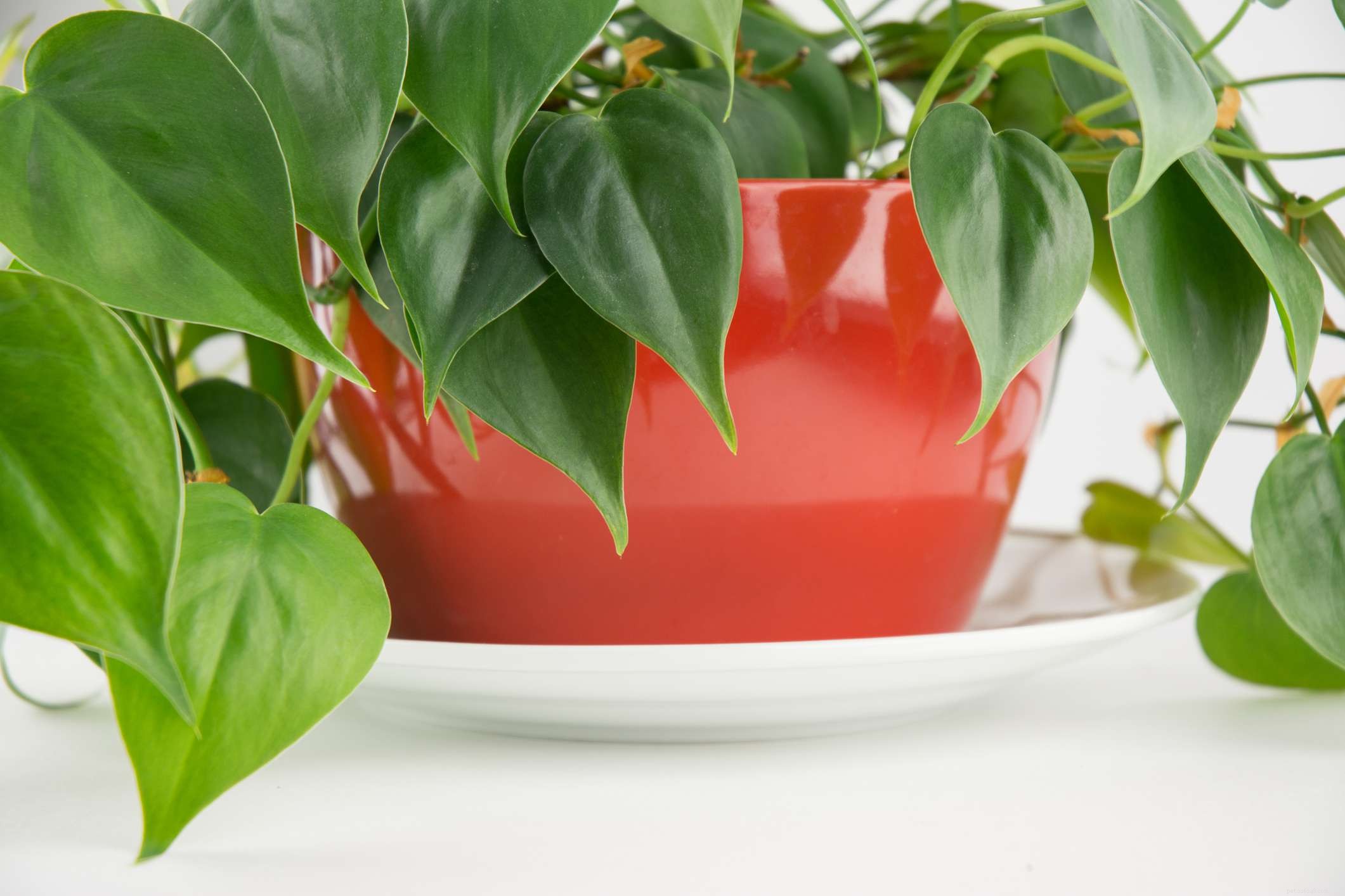 10 Household Plants That Can Harm Your Pet Bird