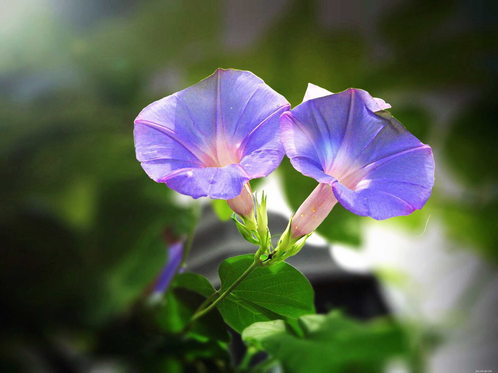 10 Household Plants That Can Harm Your Pet Bird
