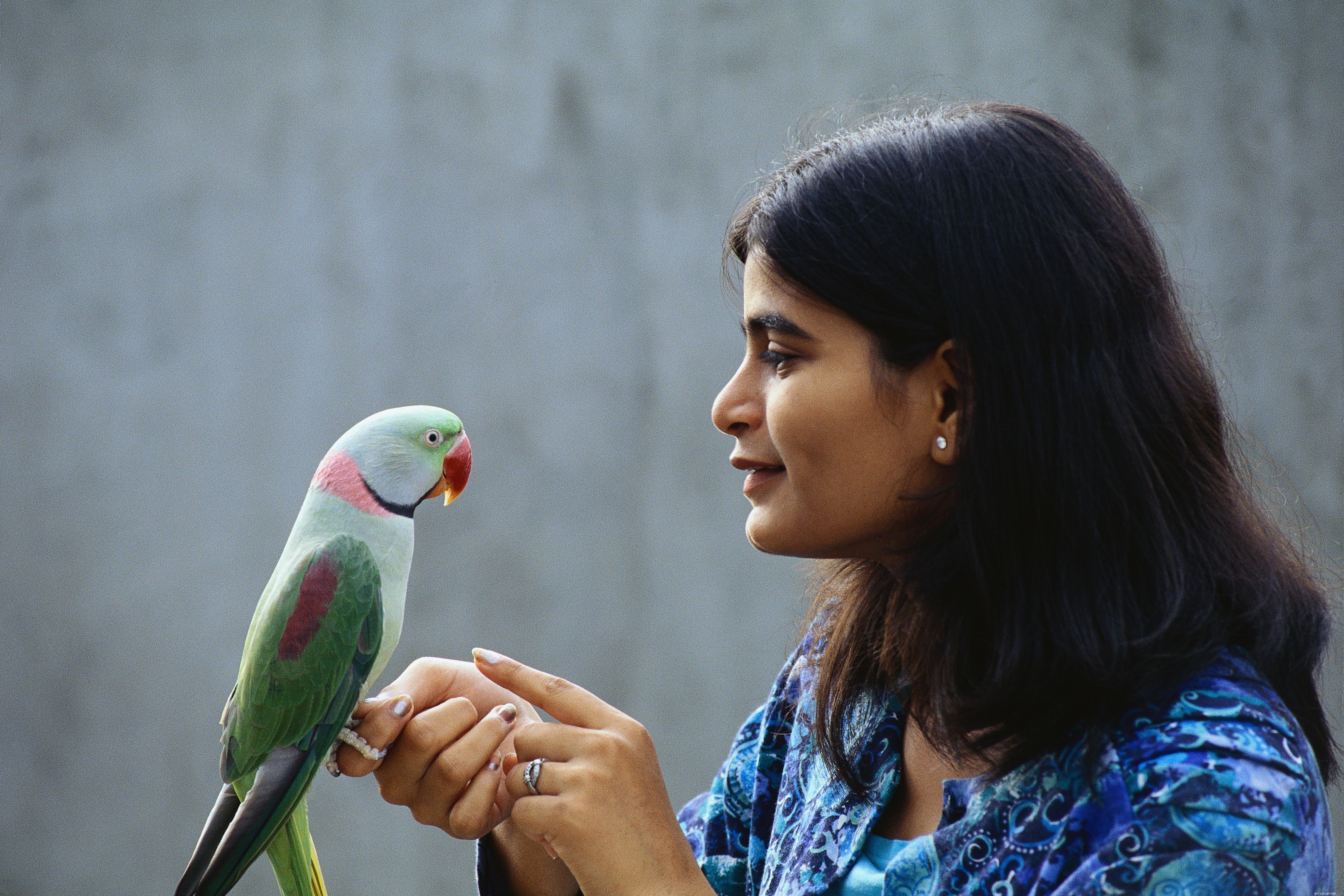 How to Build a Strong Bond with Your Bird: Easy, Proven Techniques