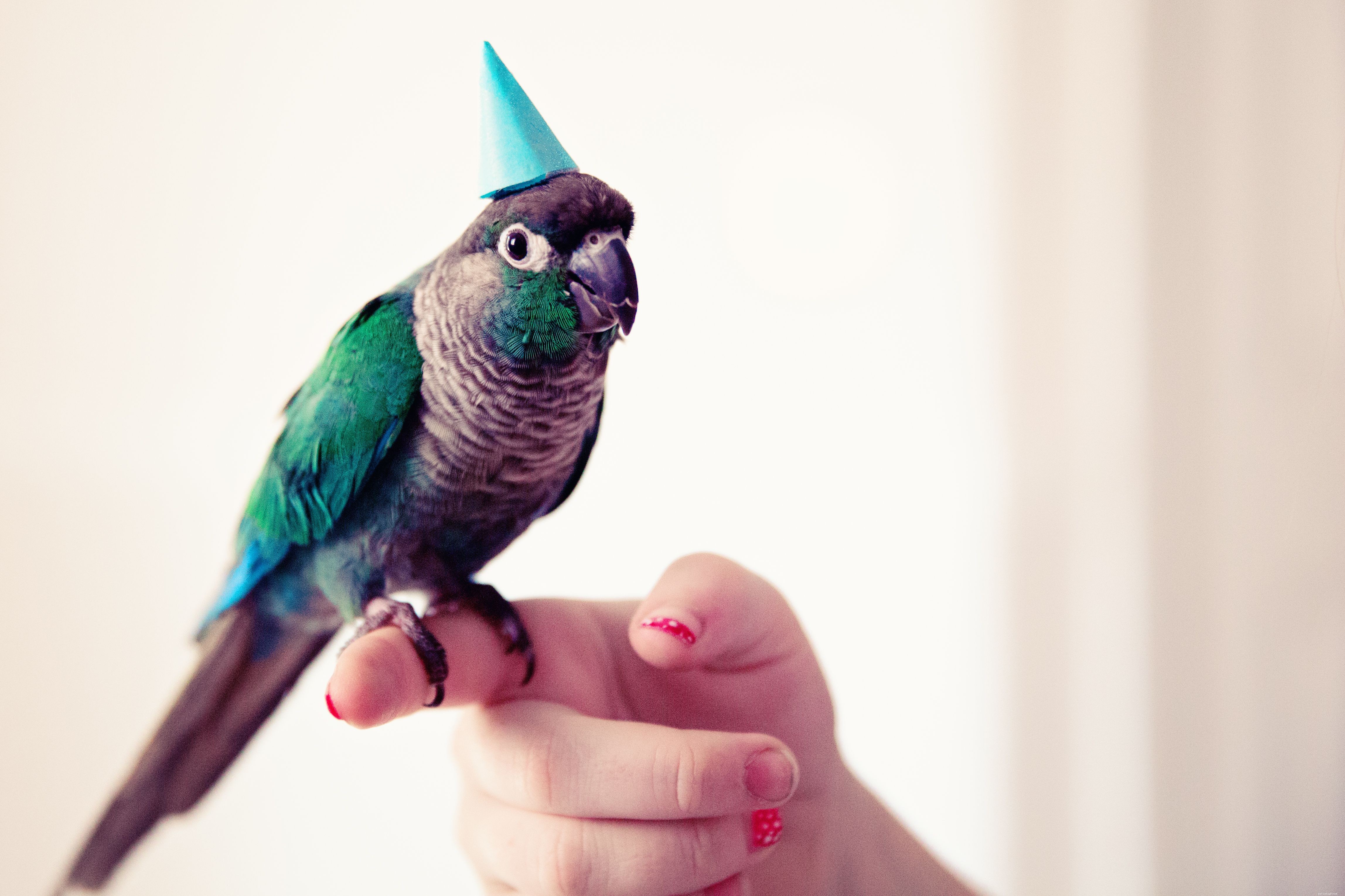 Securely Holding Your Pet Bird: A Step‑by‑Step Guide