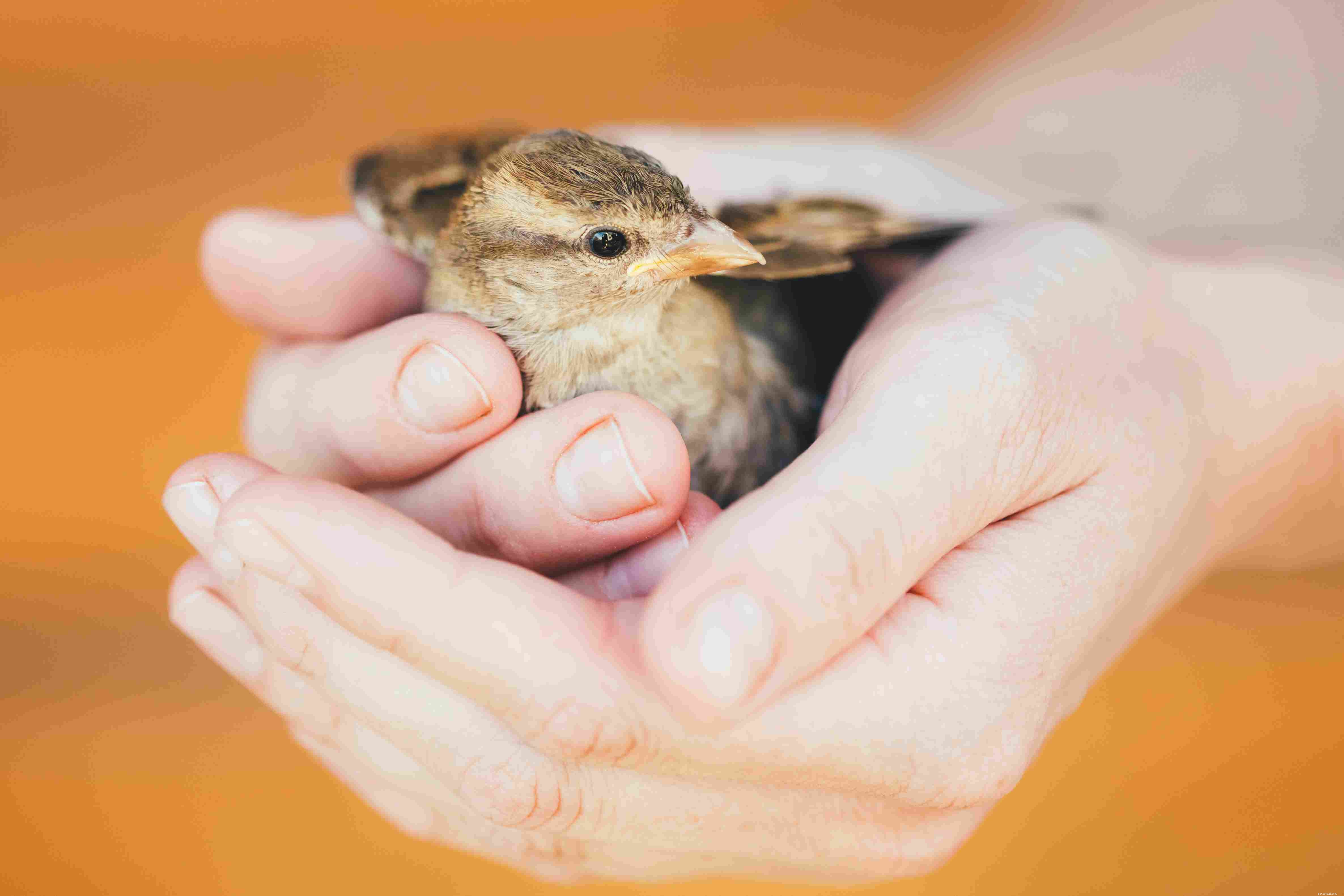 Securely Holding Your Pet Bird: A Step‑by‑Step Guide