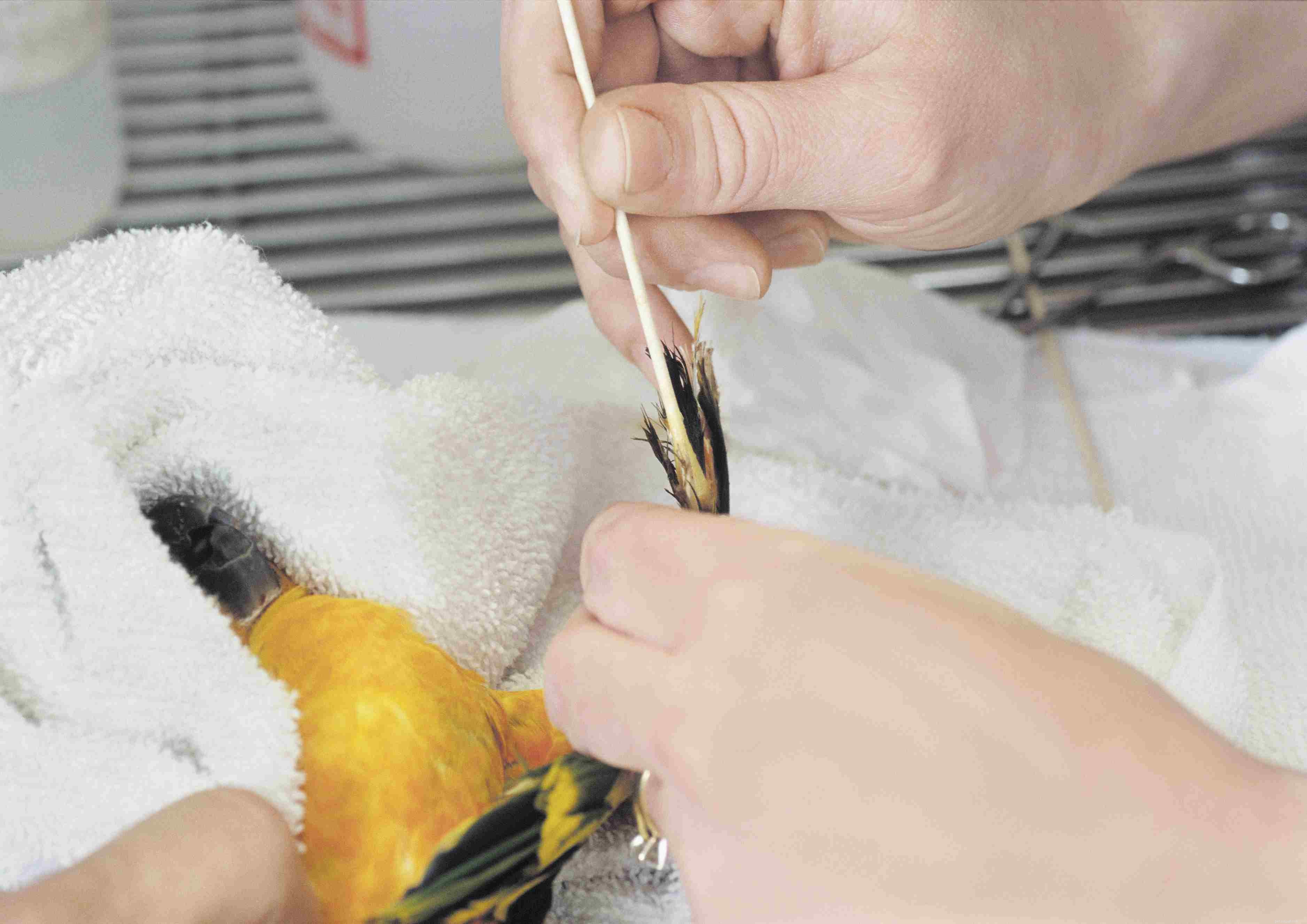 Securely Holding Your Pet Bird: A Step‑by‑Step Guide