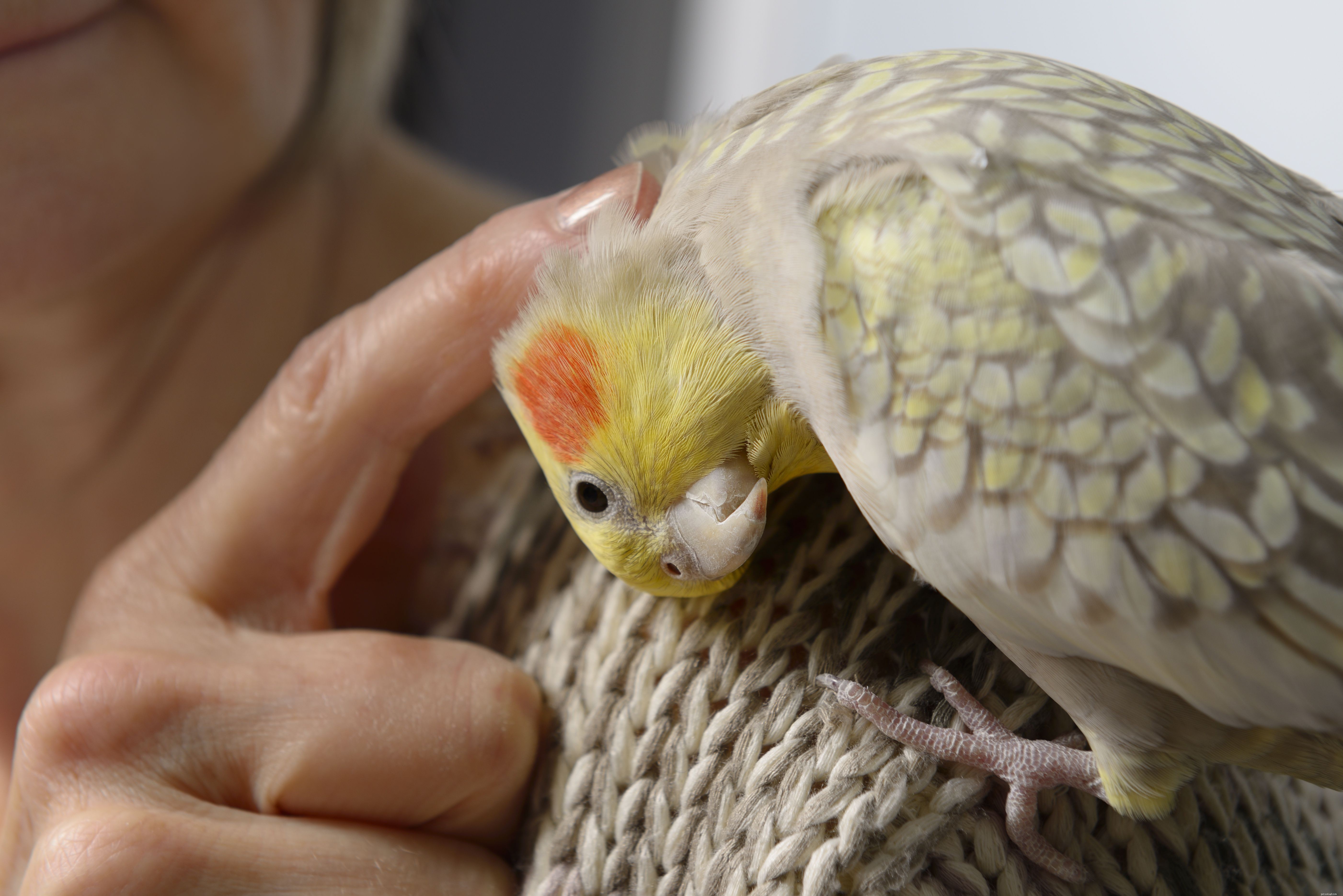 Securely Holding Your Pet Bird: A Step‑by‑Step Guide
