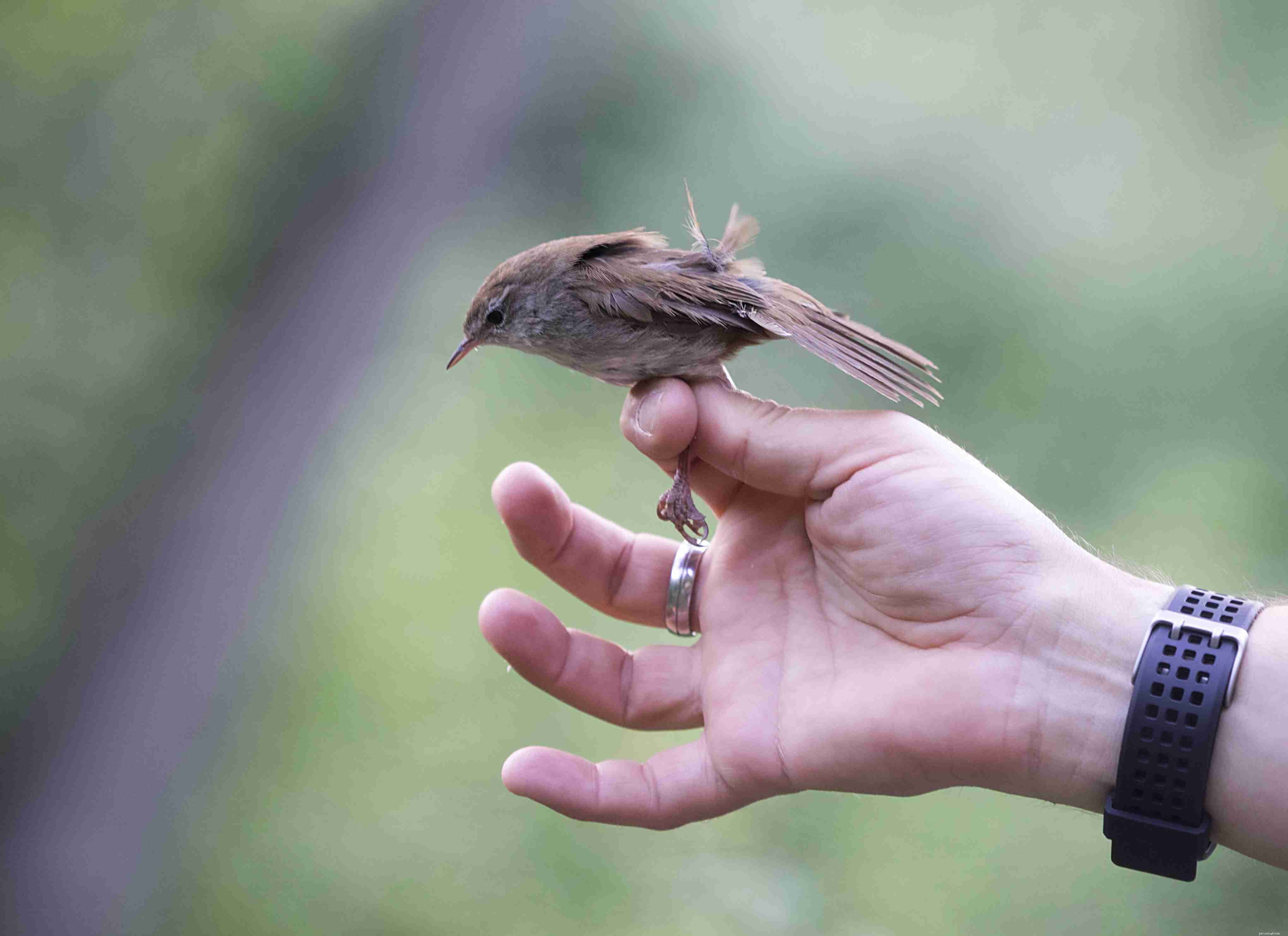Securely Holding Your Pet Bird: A Step‑by‑Step Guide