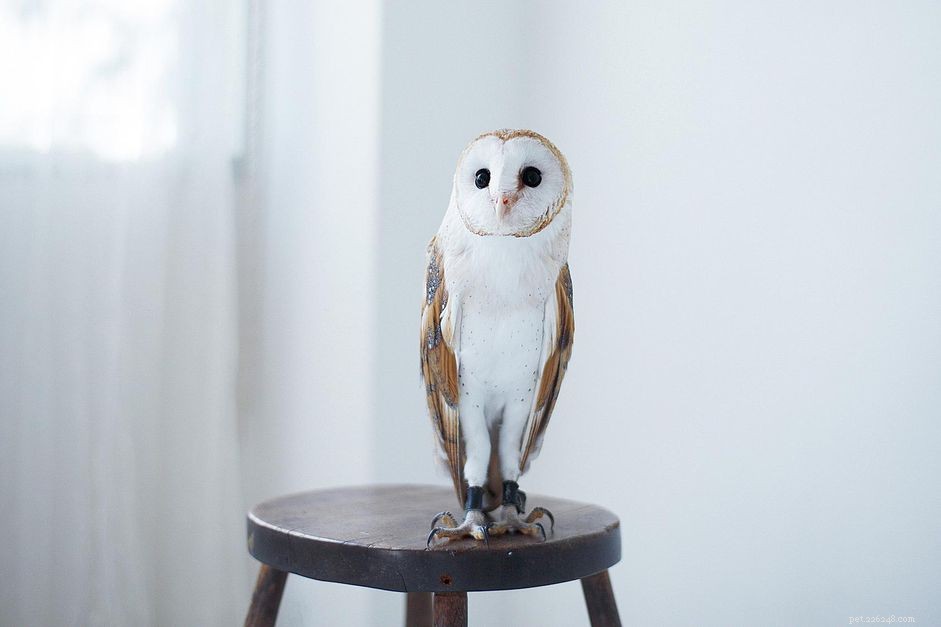 Owls as Pets: Separating Myth from Reality