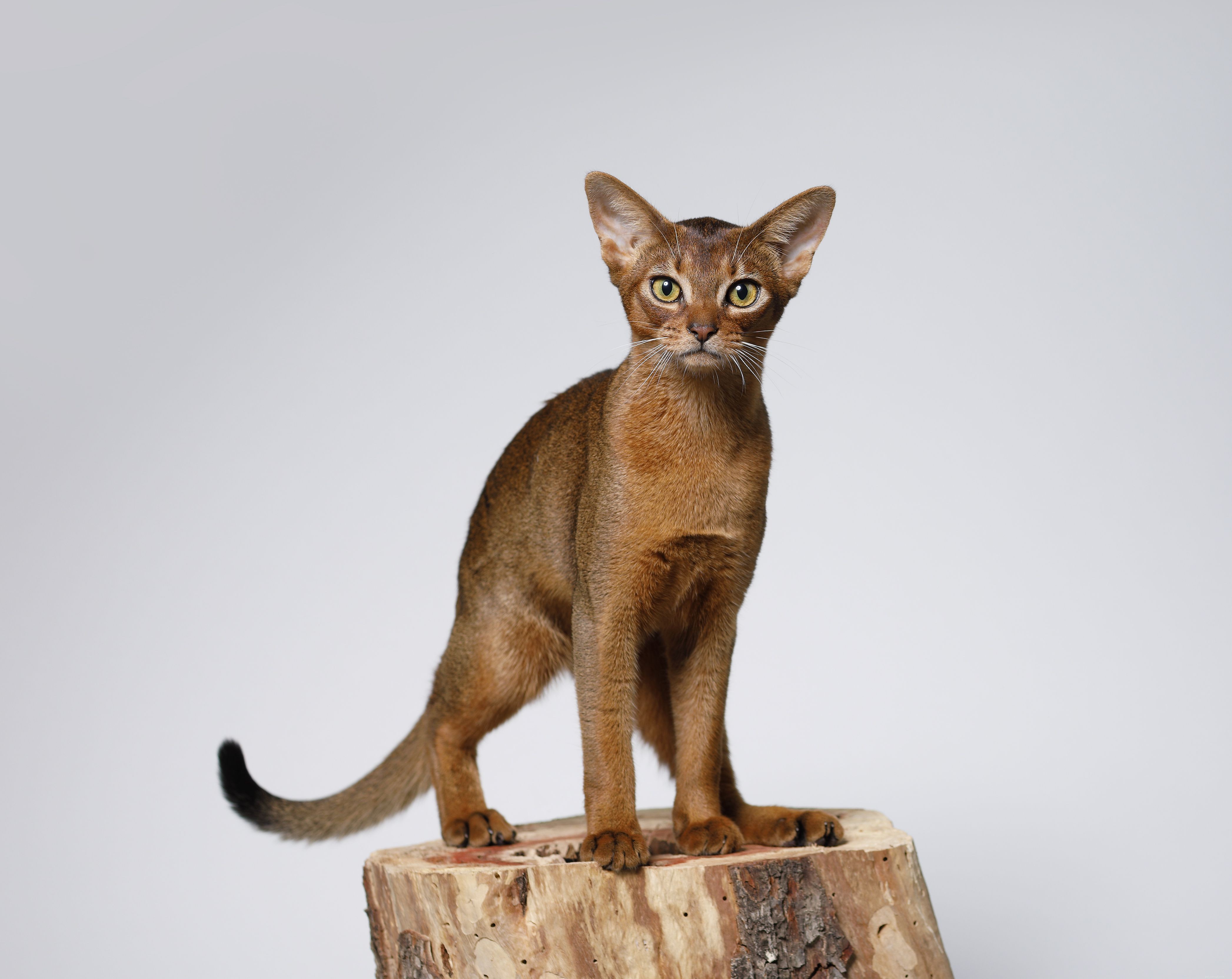 Top 10 Most Intelligent Cat Breeds: Smart, Trainable, and Adaptable