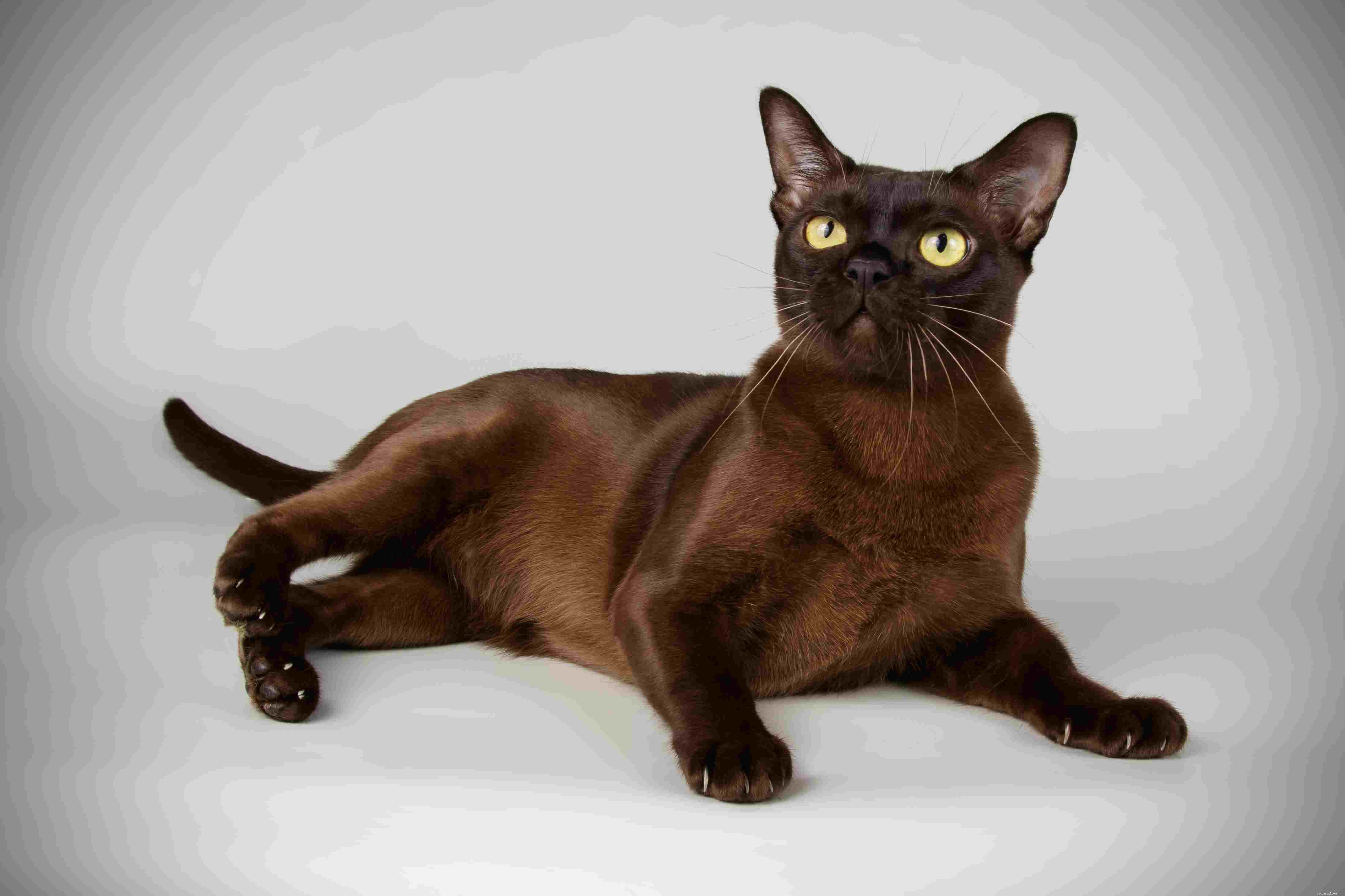 Top 10 Most Intelligent Cat Breeds: Smart, Trainable, and Adaptable