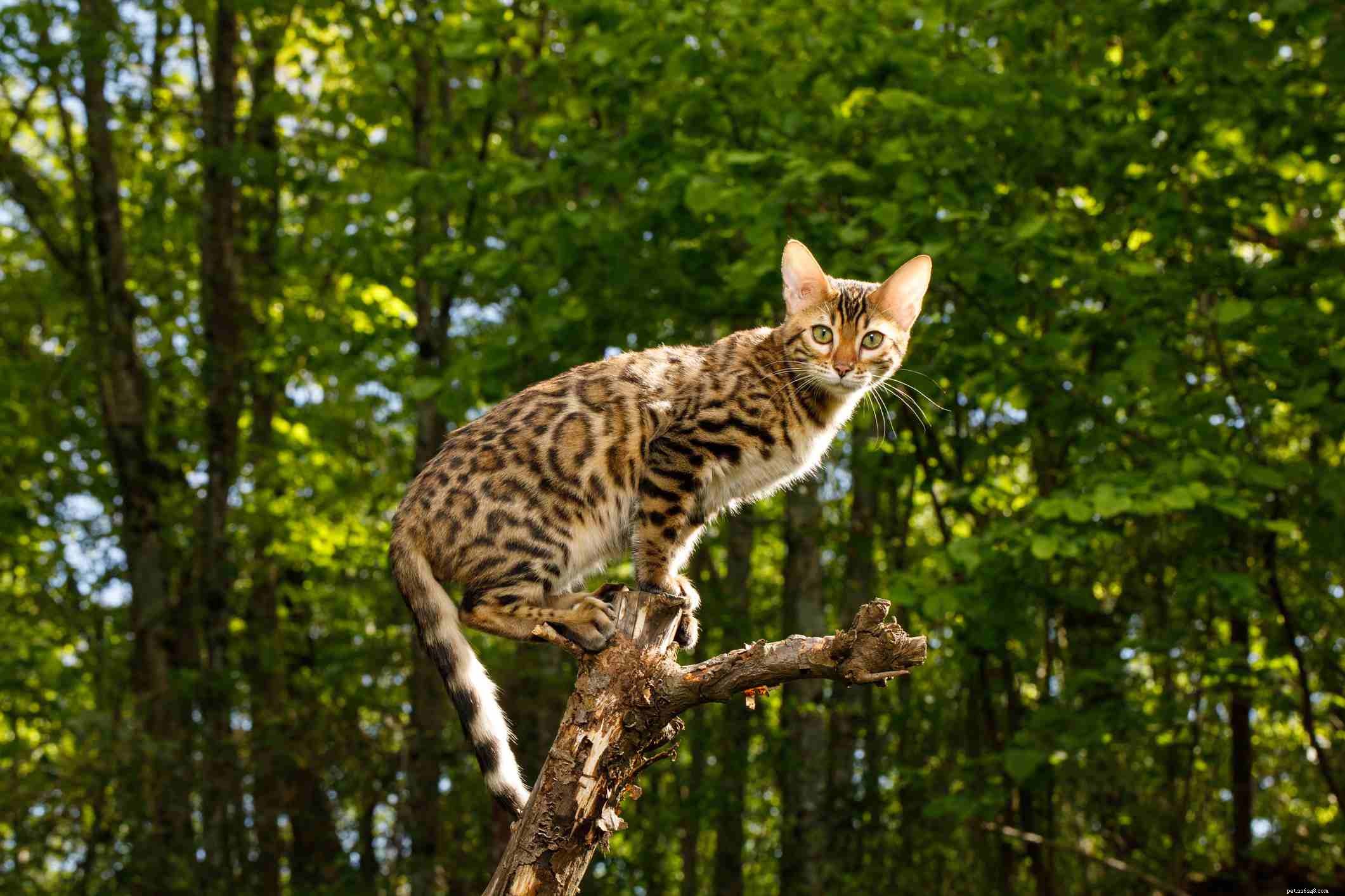 Top 10 Most Intelligent Cat Breeds: Smart, Trainable, and Adaptable