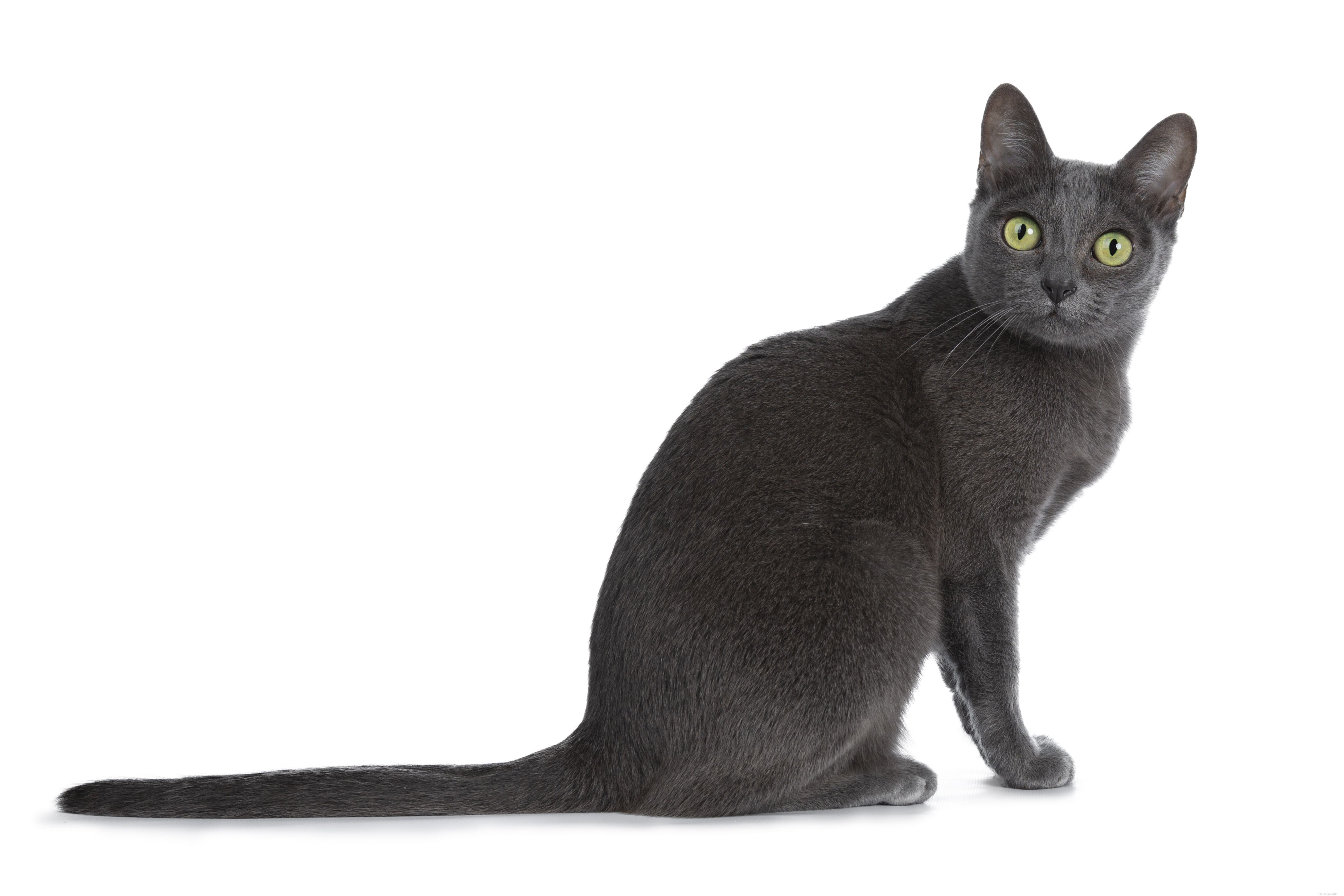 Top 10 Most Intelligent Cat Breeds: Smart, Trainable, and Adaptable