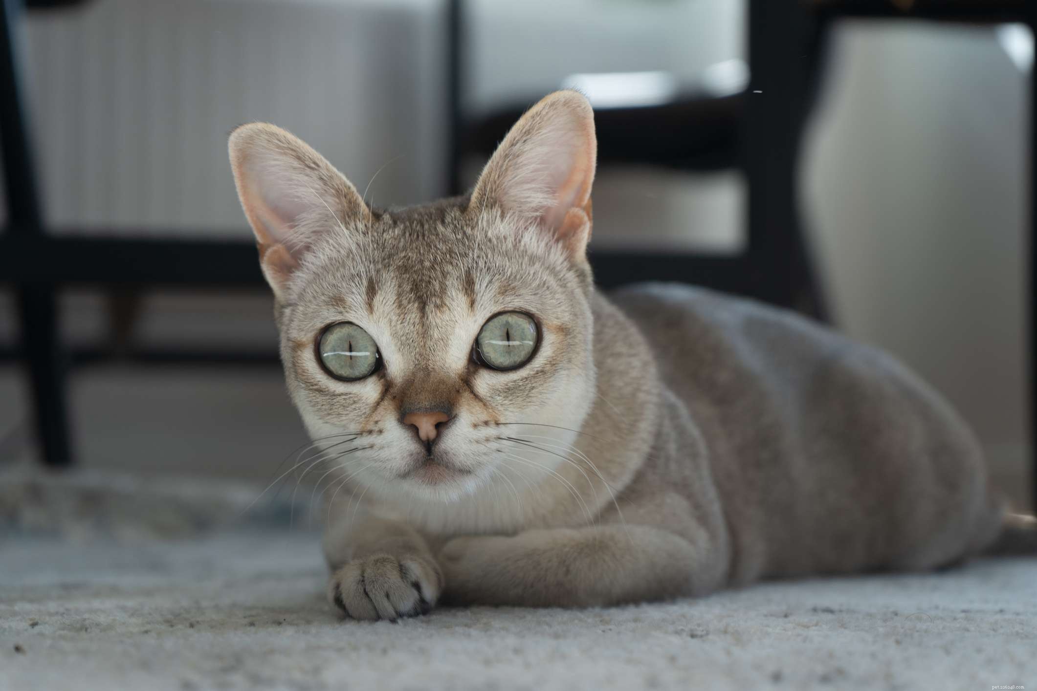 Top 10 Most Intelligent Cat Breeds: Smart, Trainable, and Adaptable