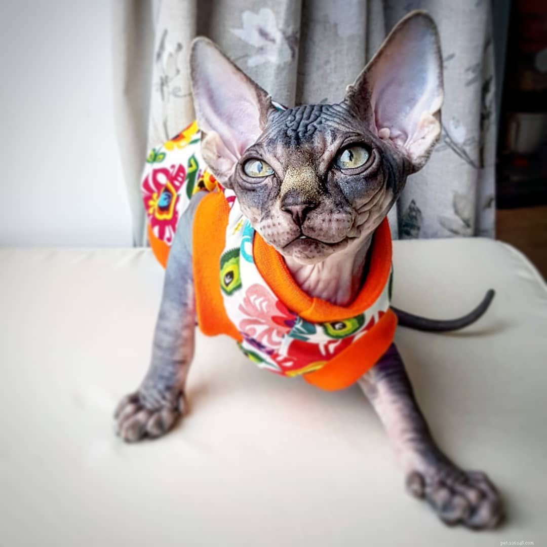 13 Irresistibly Adorable Sphynx Cats You’ll Love