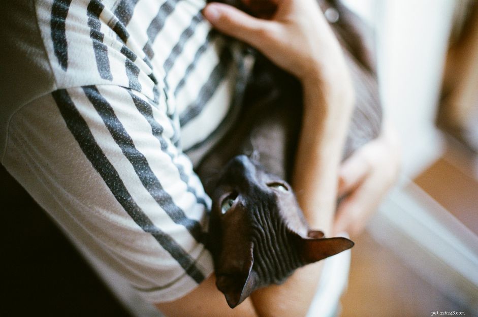 13 Irresistibly Adorable Sphynx Cats You’ll Love