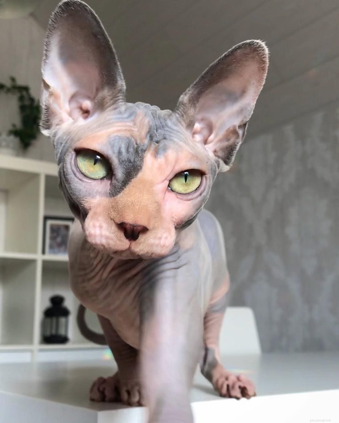 13 Irresistibly Adorable Sphynx Cats You’ll Love