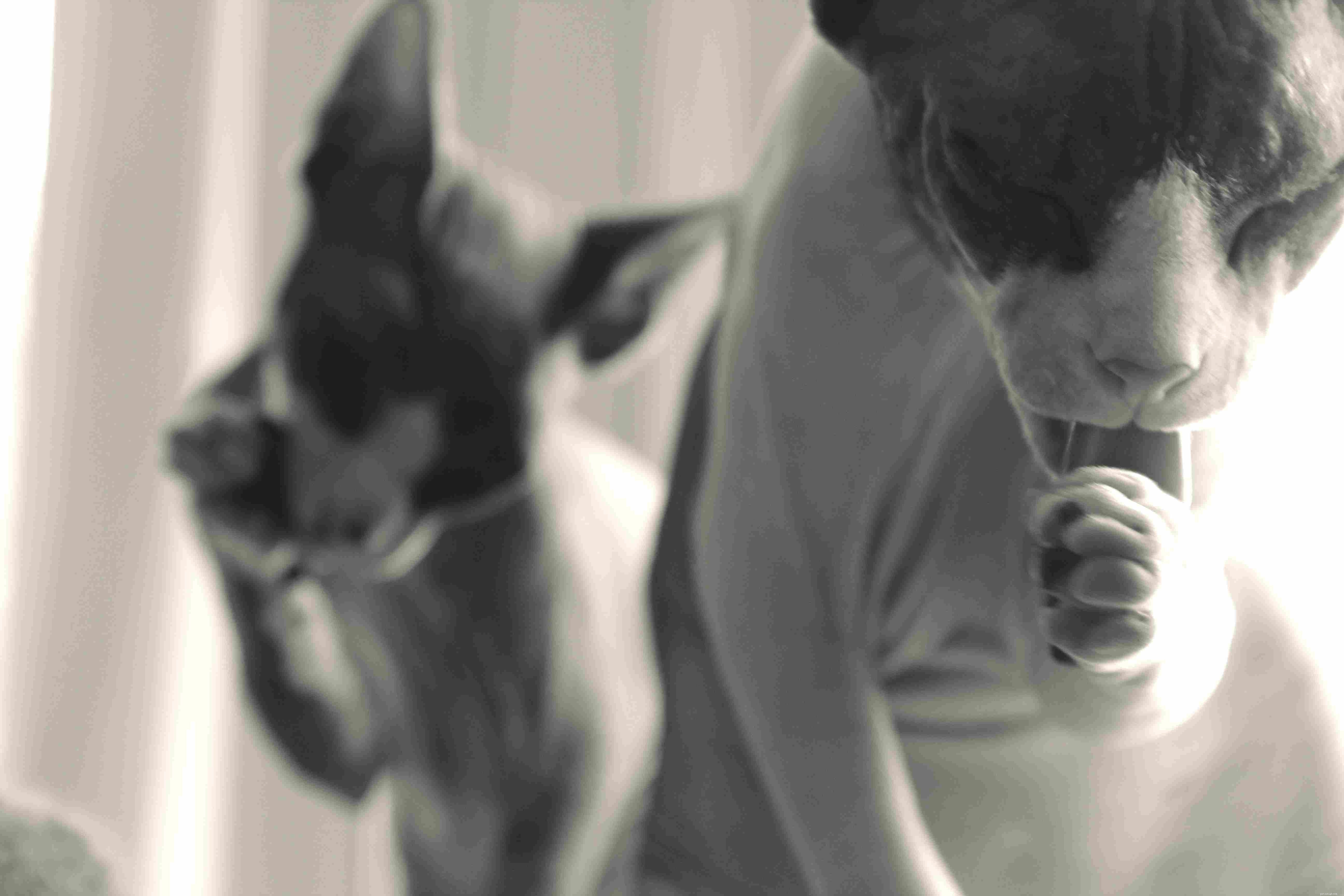 13 Irresistibly Adorable Sphynx Cats You’ll Love