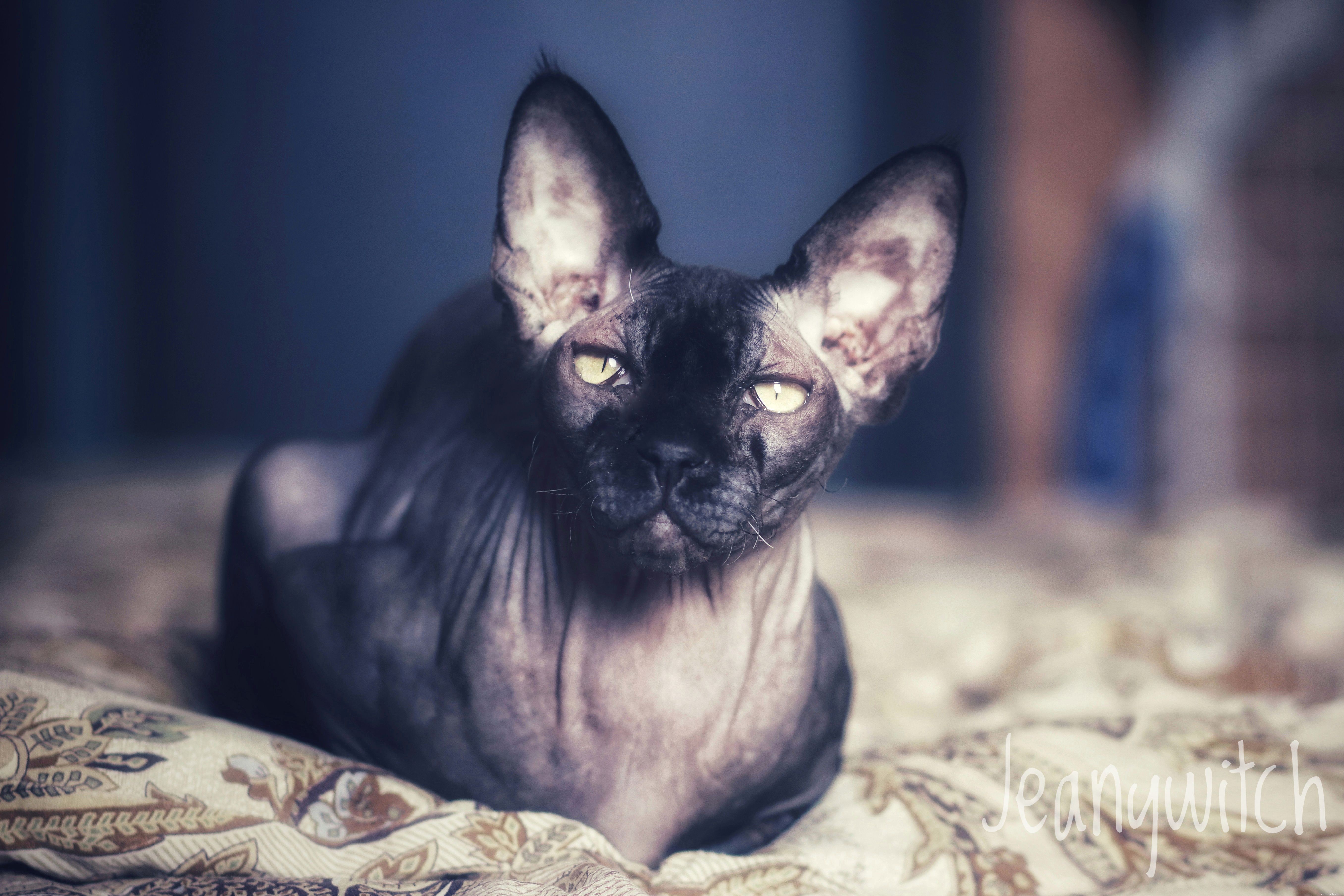 13 Irresistibly Adorable Sphynx Cats You’ll Love