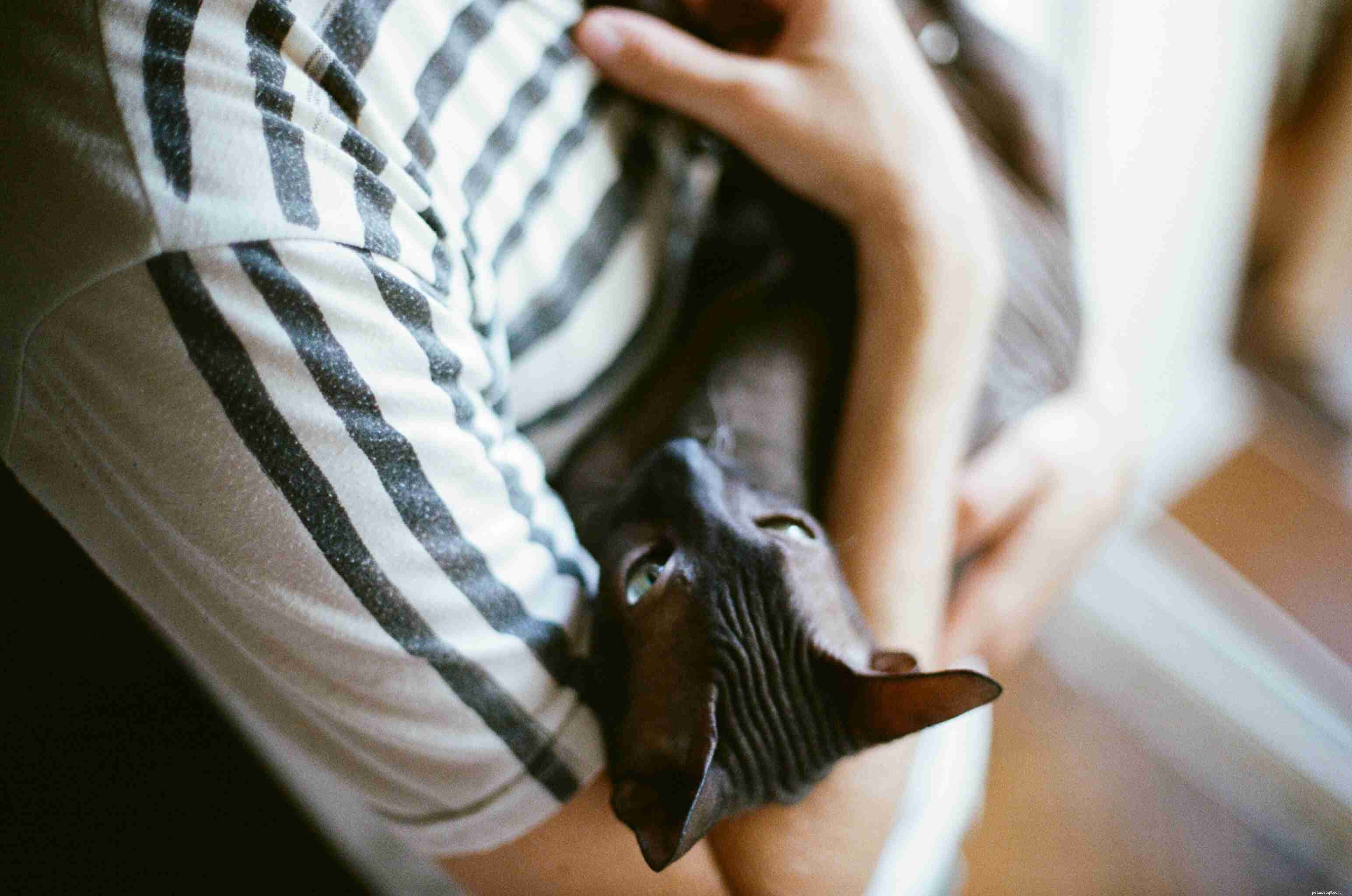 13 Irresistibly Adorable Sphynx Cats You’ll Love