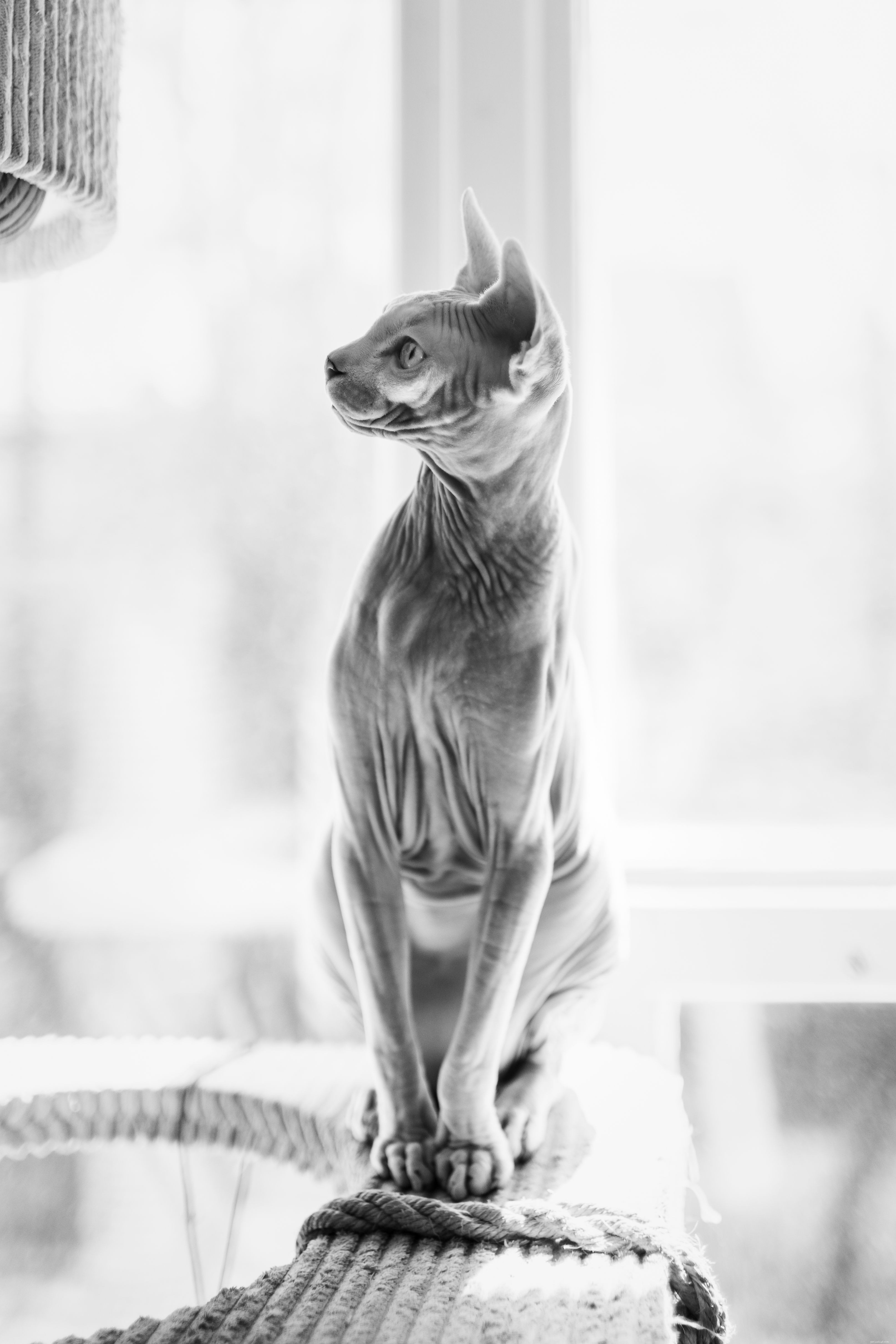 13 Irresistibly Adorable Sphynx Cats You’ll Love