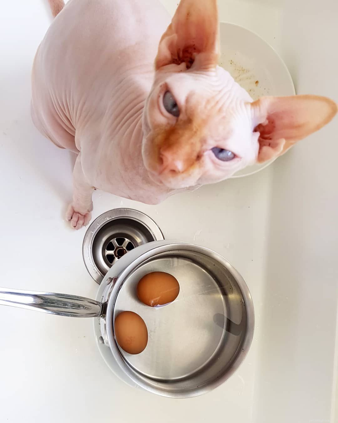 13 Irresistibly Adorable Sphynx Cats You’ll Love