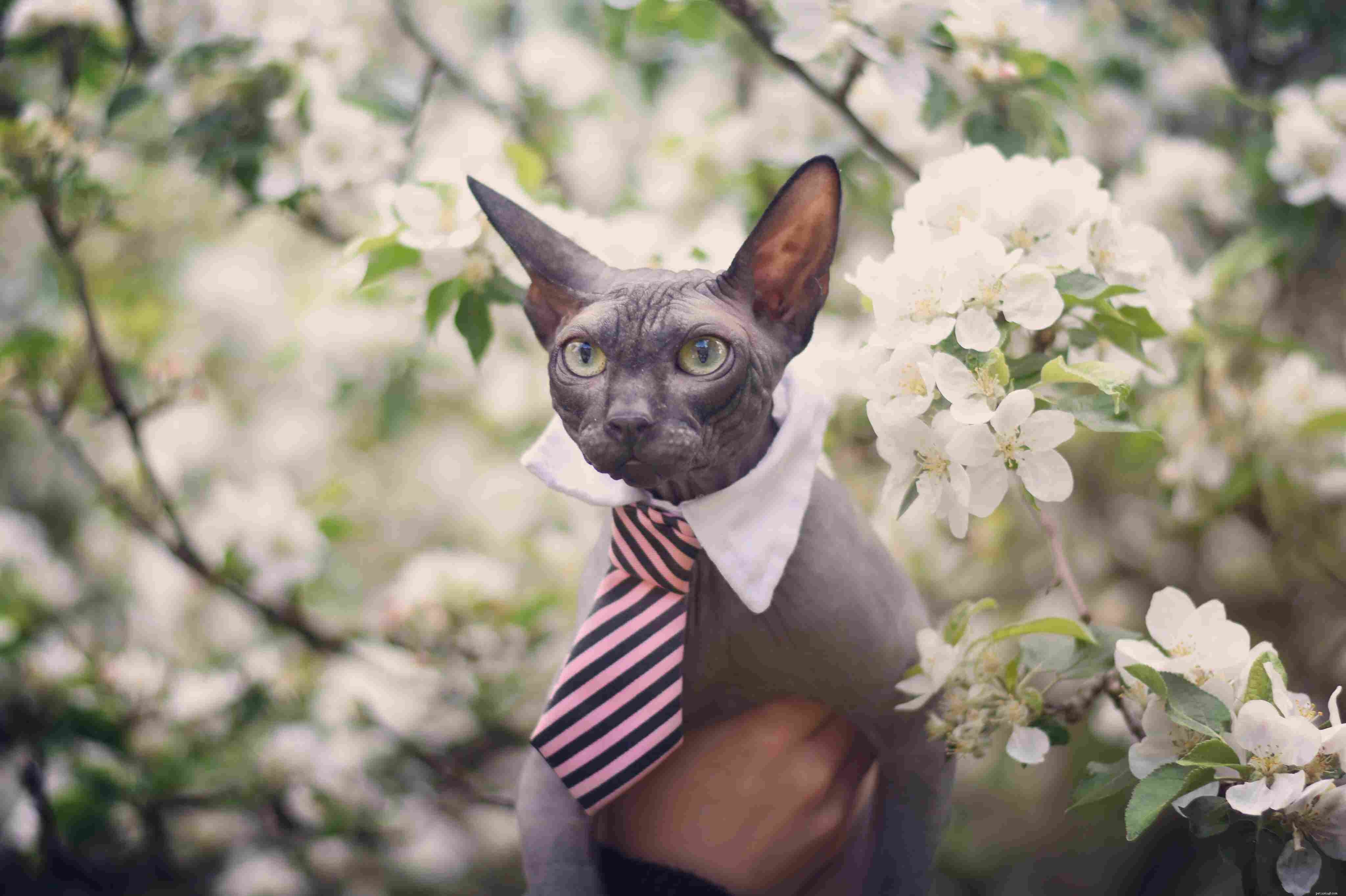 13 Irresistibly Adorable Sphynx Cats You’ll Love