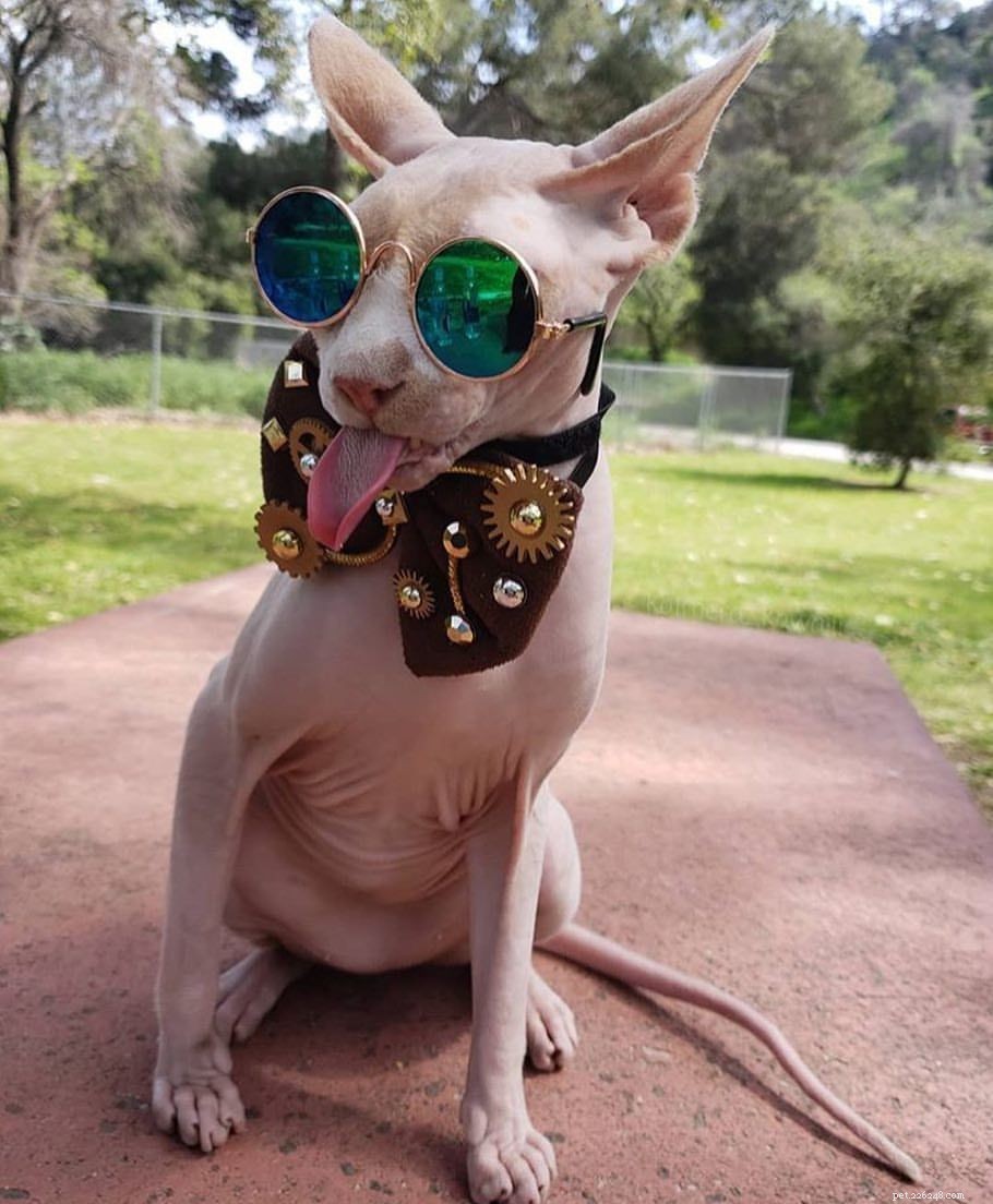 13 Irresistibly Adorable Sphynx Cats You’ll Love