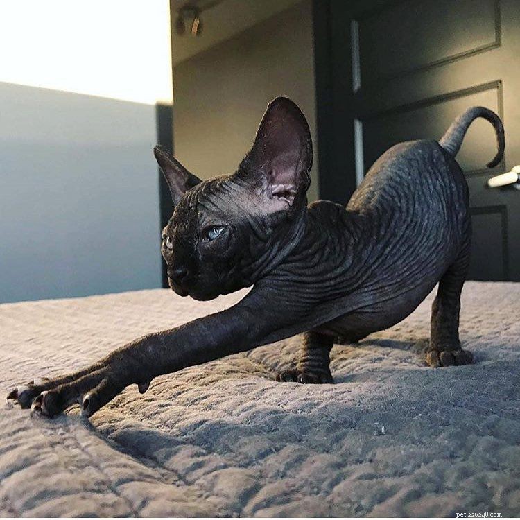 13 Irresistibly Adorable Sphynx Cats You’ll Love
