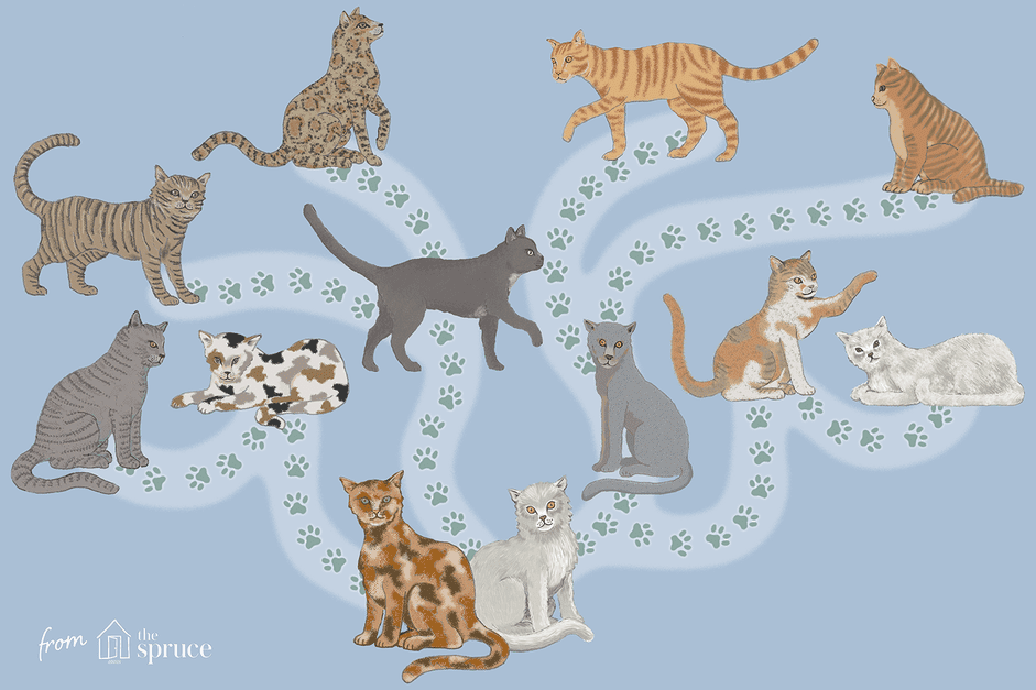 How to Determine If Your Cat Is a Purebred