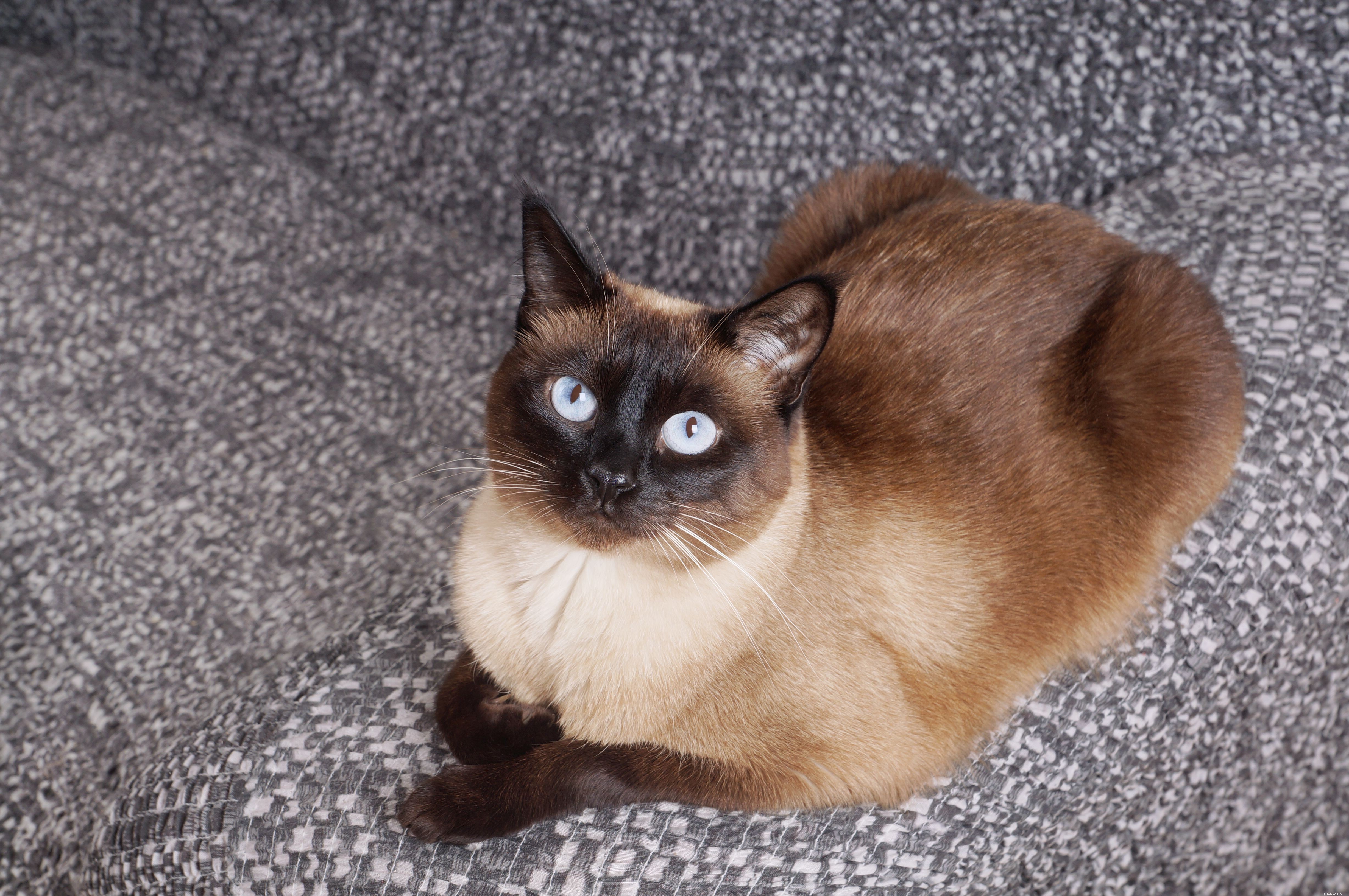 How to Determine If Your Cat Is a Purebred