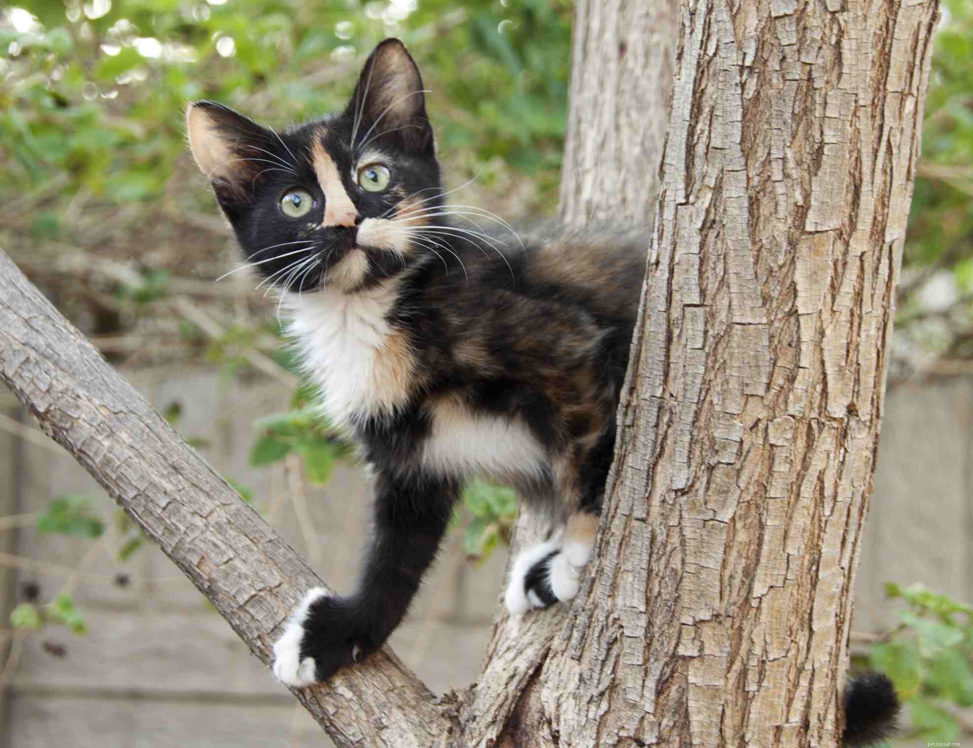 How to Determine If Your Cat Is a Purebred