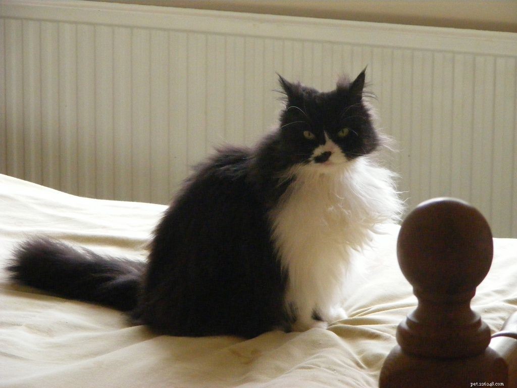How to Determine If Your Cat Is a Purebred