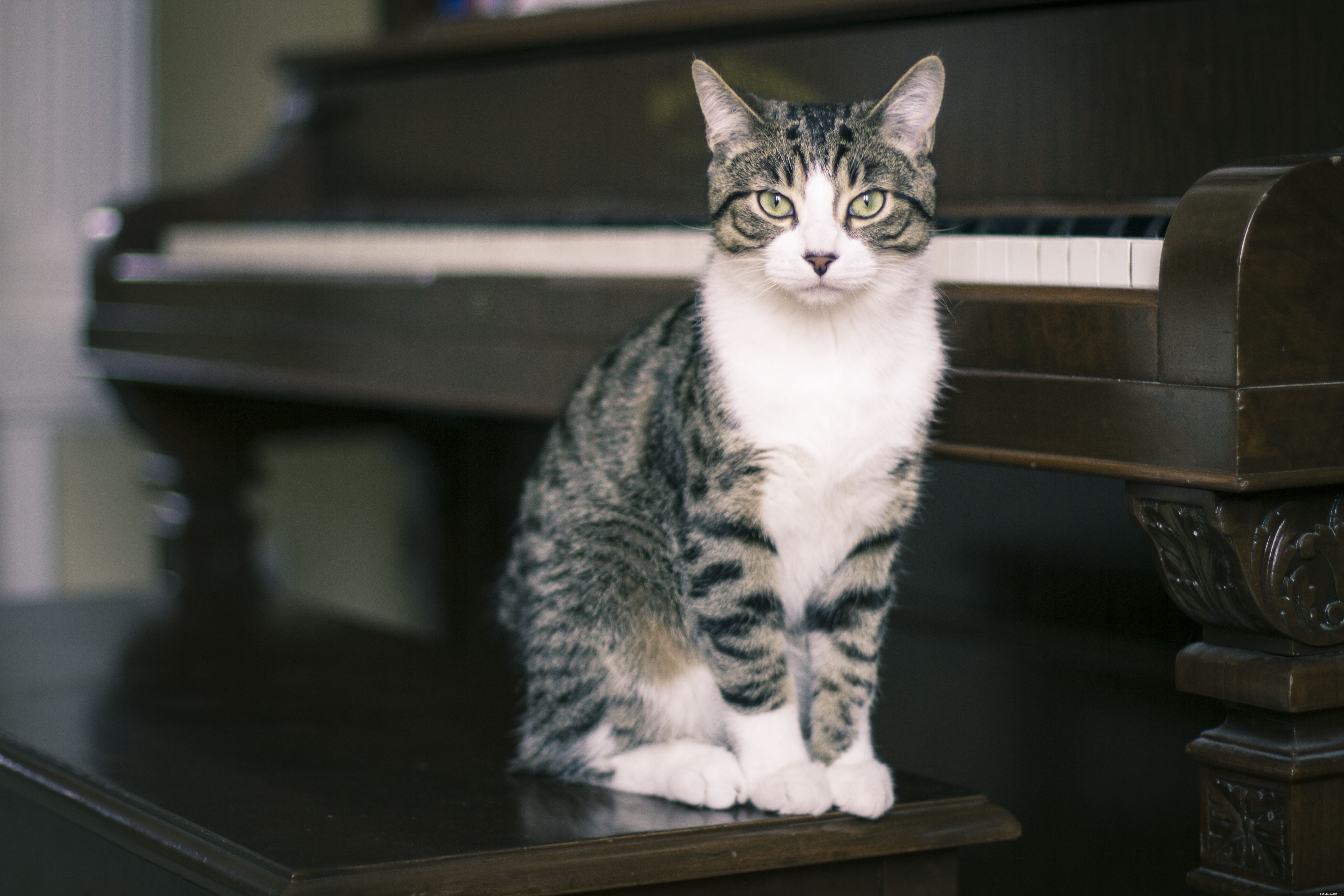 How to Determine If Your Cat Is a Purebred