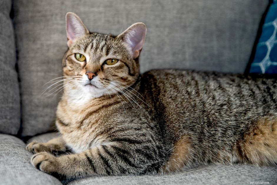 Tabby Cats Explained: Patterns, Colors, and Care
