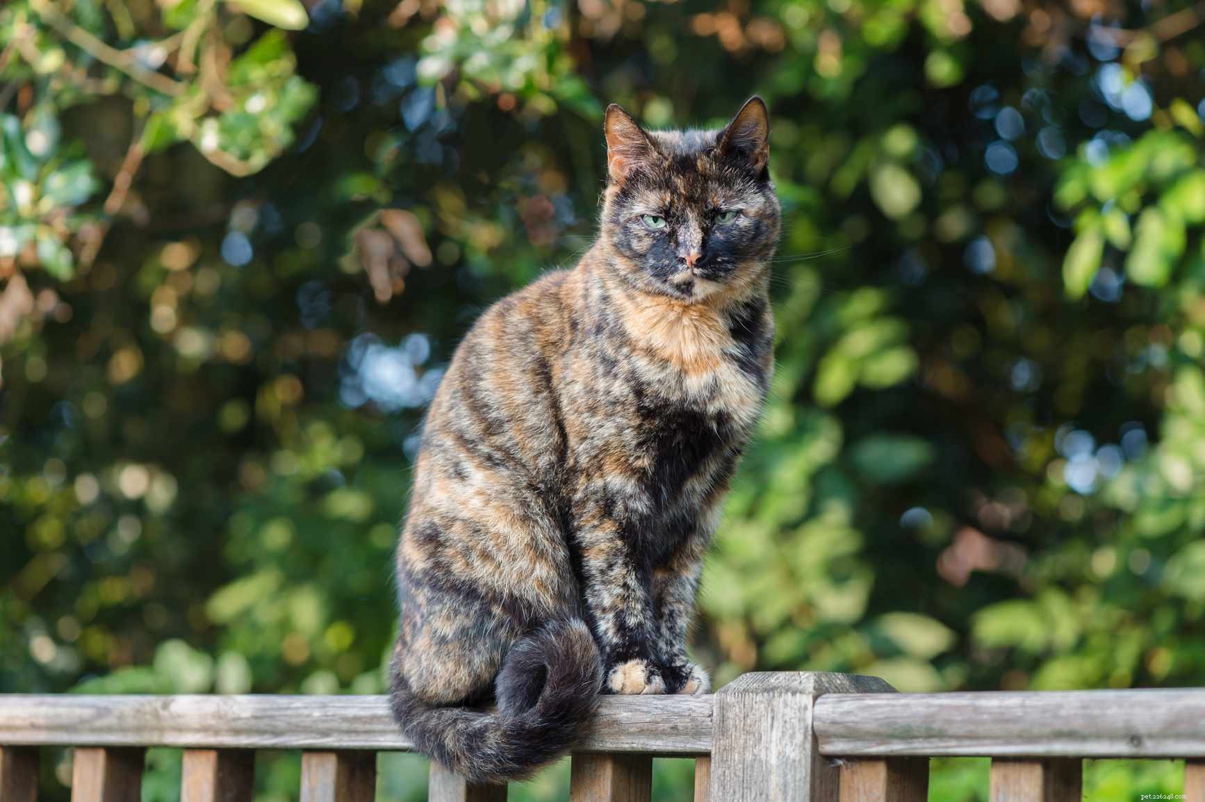 How to Determine If Your Cat Is a Purebred