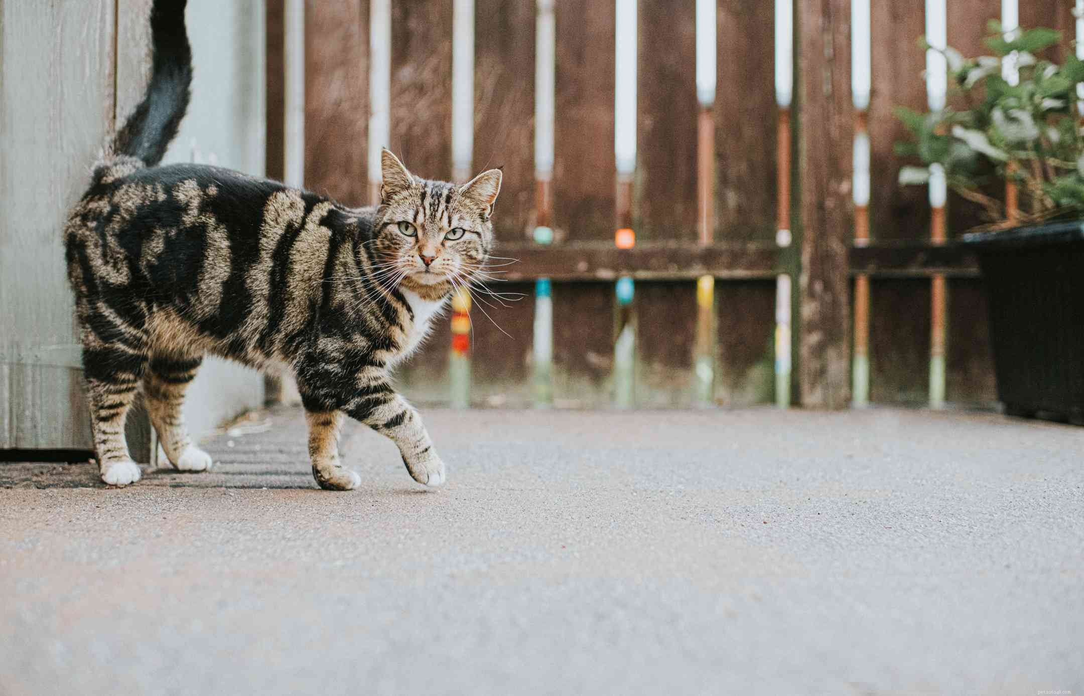 Tabby Cats Explained: Patterns, Colors, and Care