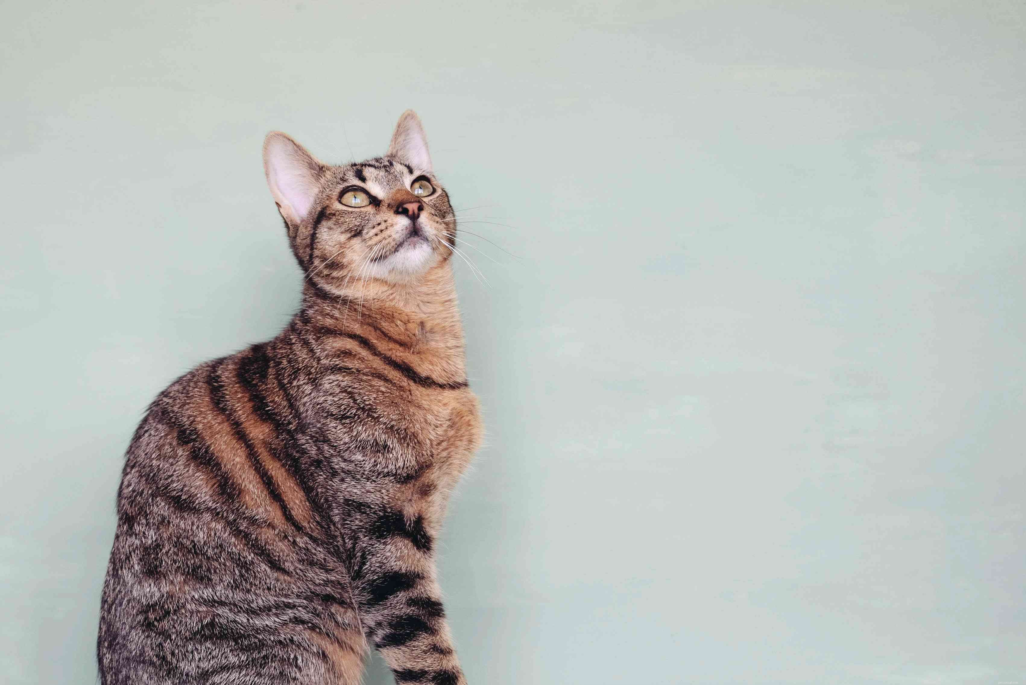 Tabby Cats Explained: Patterns, Colors, and Care