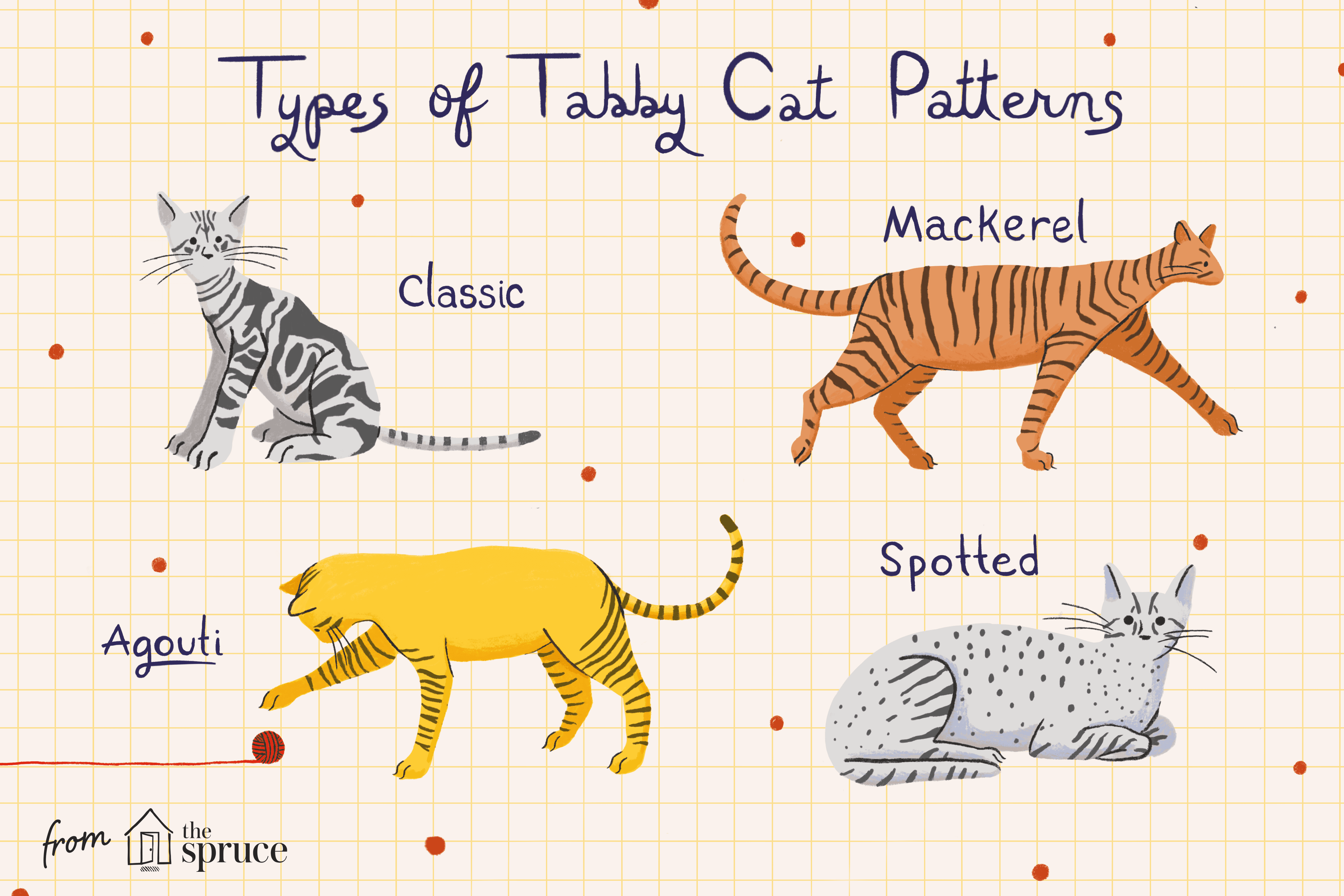 Tabby Cats Explained: Patterns, Colors, and Care
