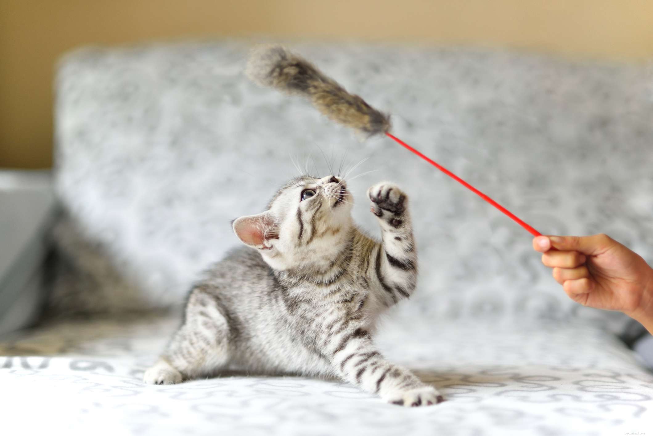 Tabby Cats Explained: Patterns, Colors, and Care
