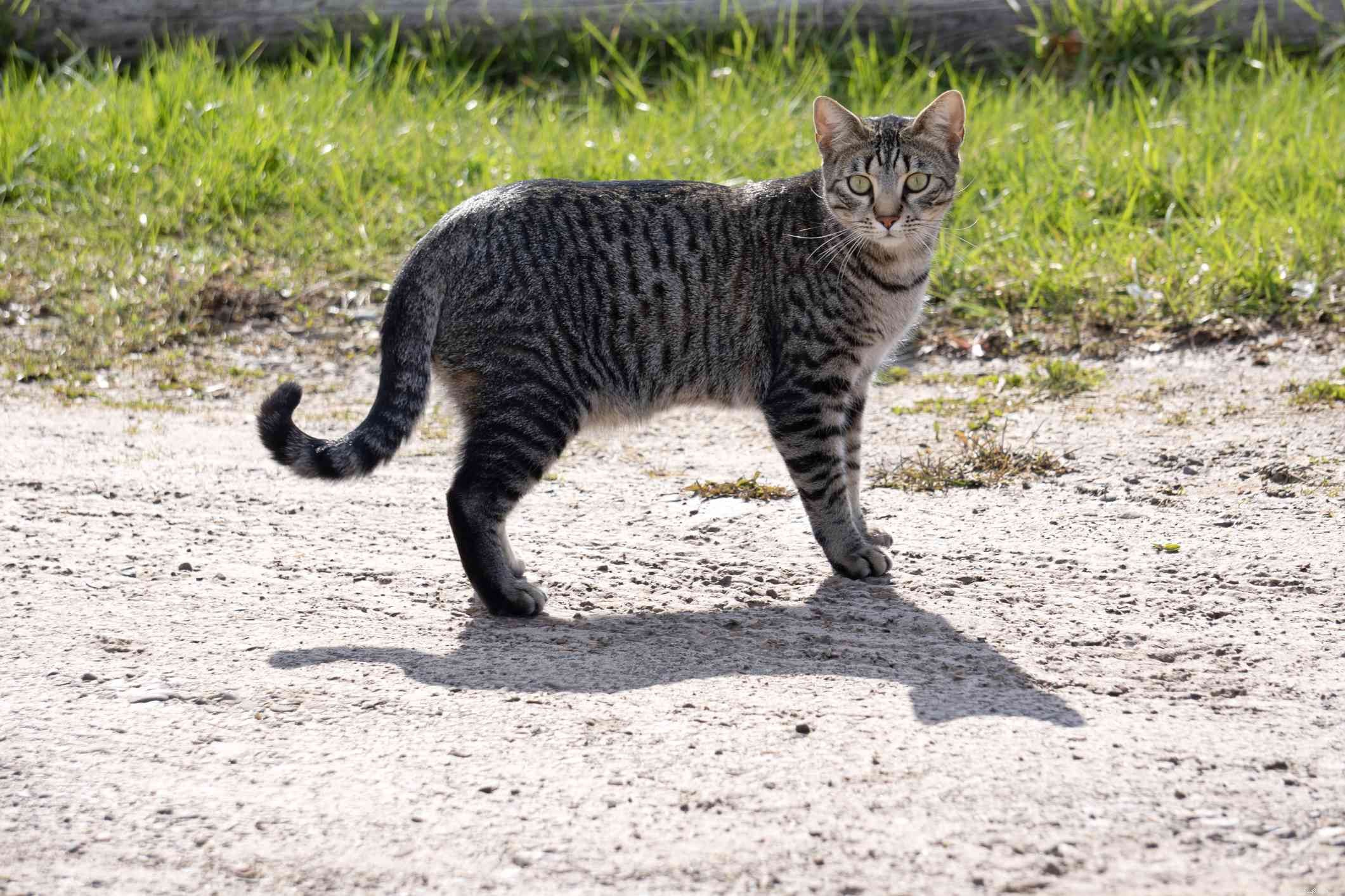 Tabby Cats Explained: Patterns, Colors, and Care