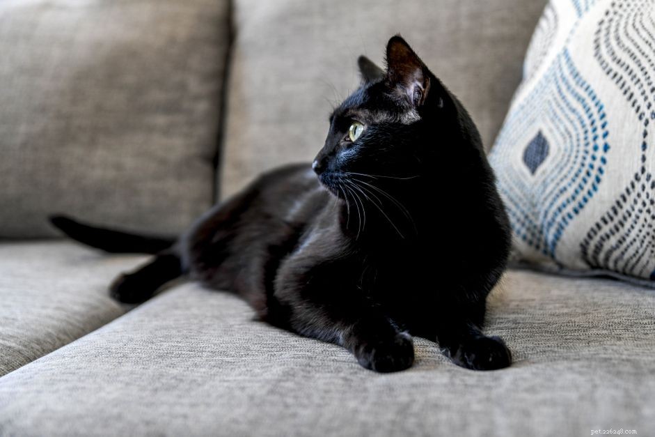 5 Fascinating Facts About Black Cats: Myths, History, and Their Role in Culture