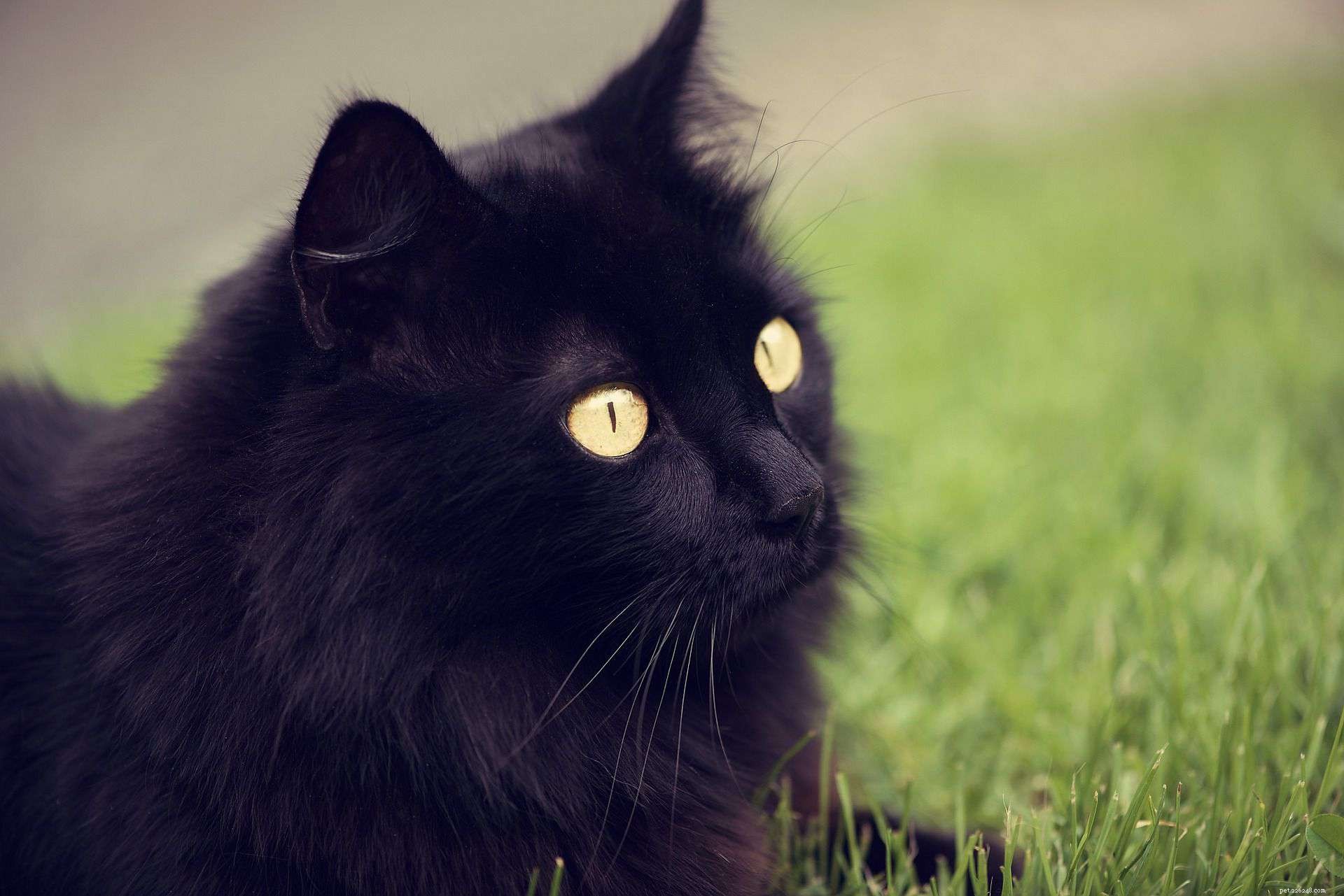 5 Fascinating Facts About Black Cats: Myths, History, and Their Role in Culture