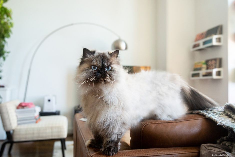 Top 12 Cat Breeds Loved by Feline Enthusiasts Worldwide